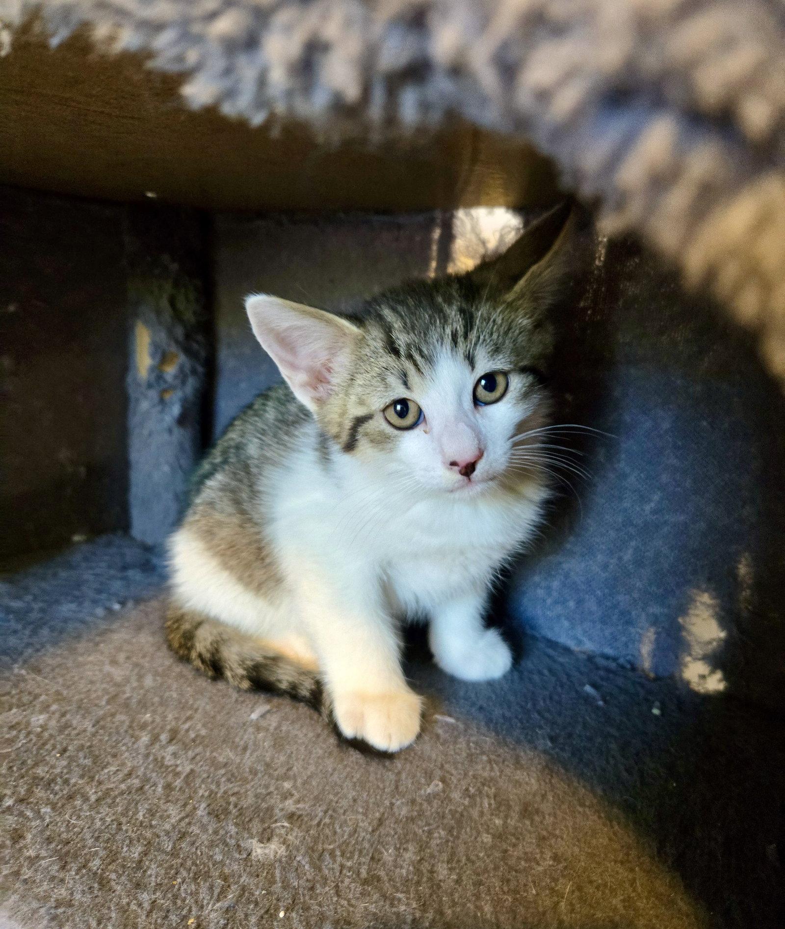 Waffles, a Adoptable Domestic Short Hair in Penndel, PA image 3/3