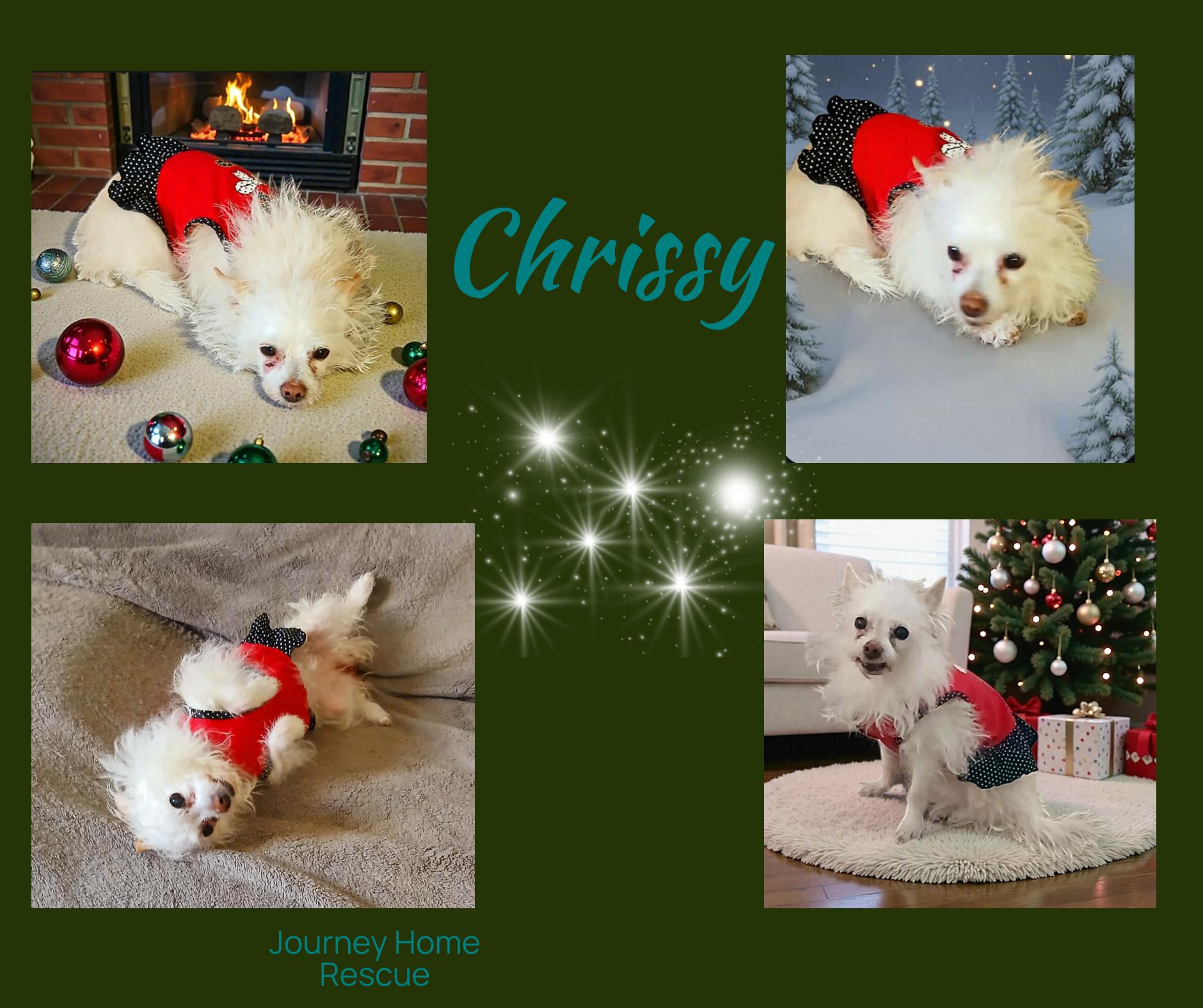 Enlarge Chrissy, a ADOPTABLE mixed breed in East Wenatchee, WA image 1/1