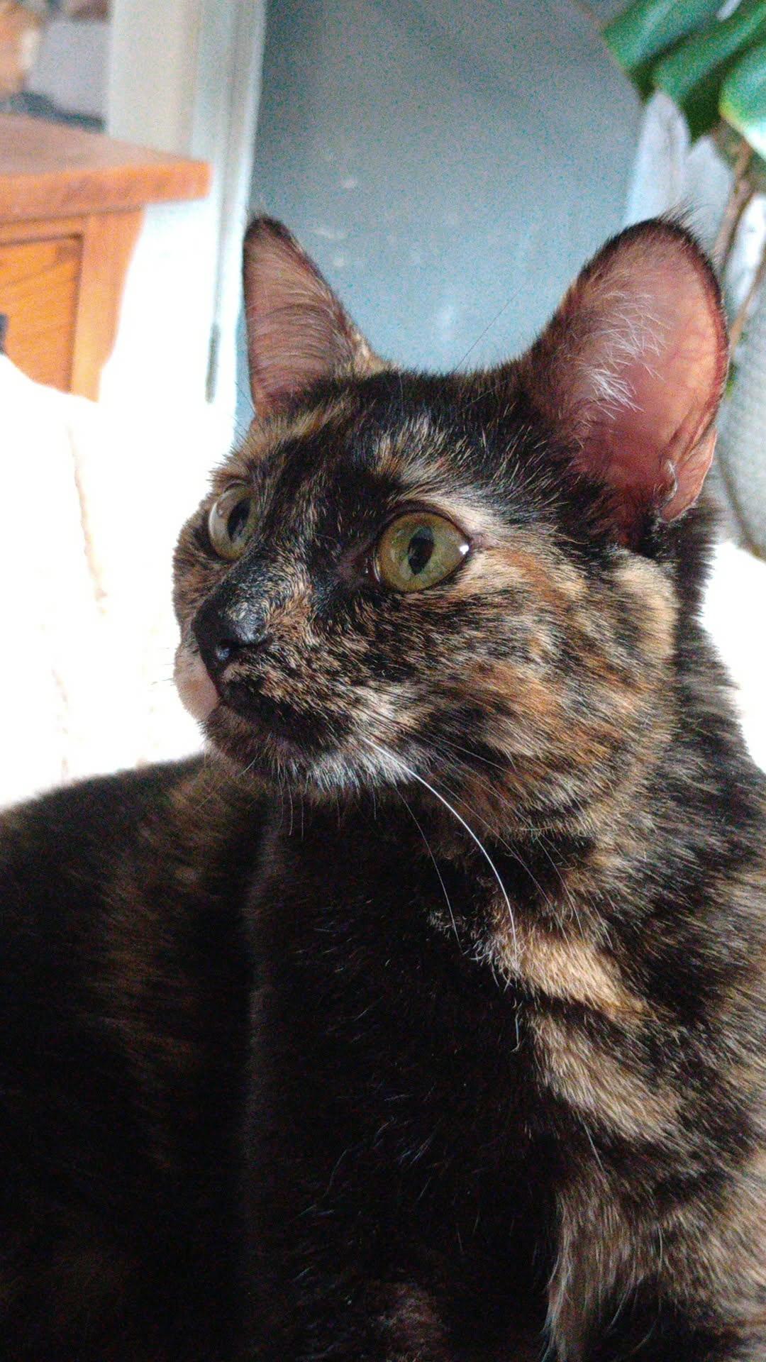 Enlarge Geez Louise, a Adopted Domestic Short Hair in Lincoln, NE image 3/5