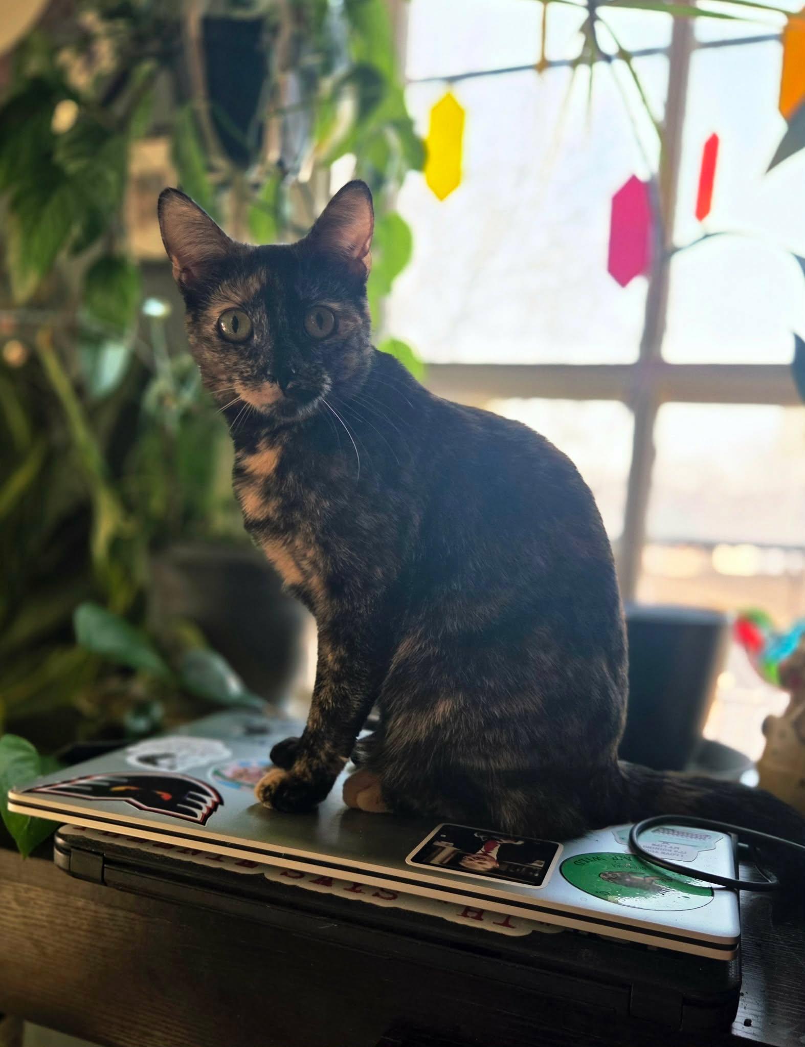 Enlarge Geez Louise, a Adopted Domestic Short Hair in Lincoln, NE image 4/5