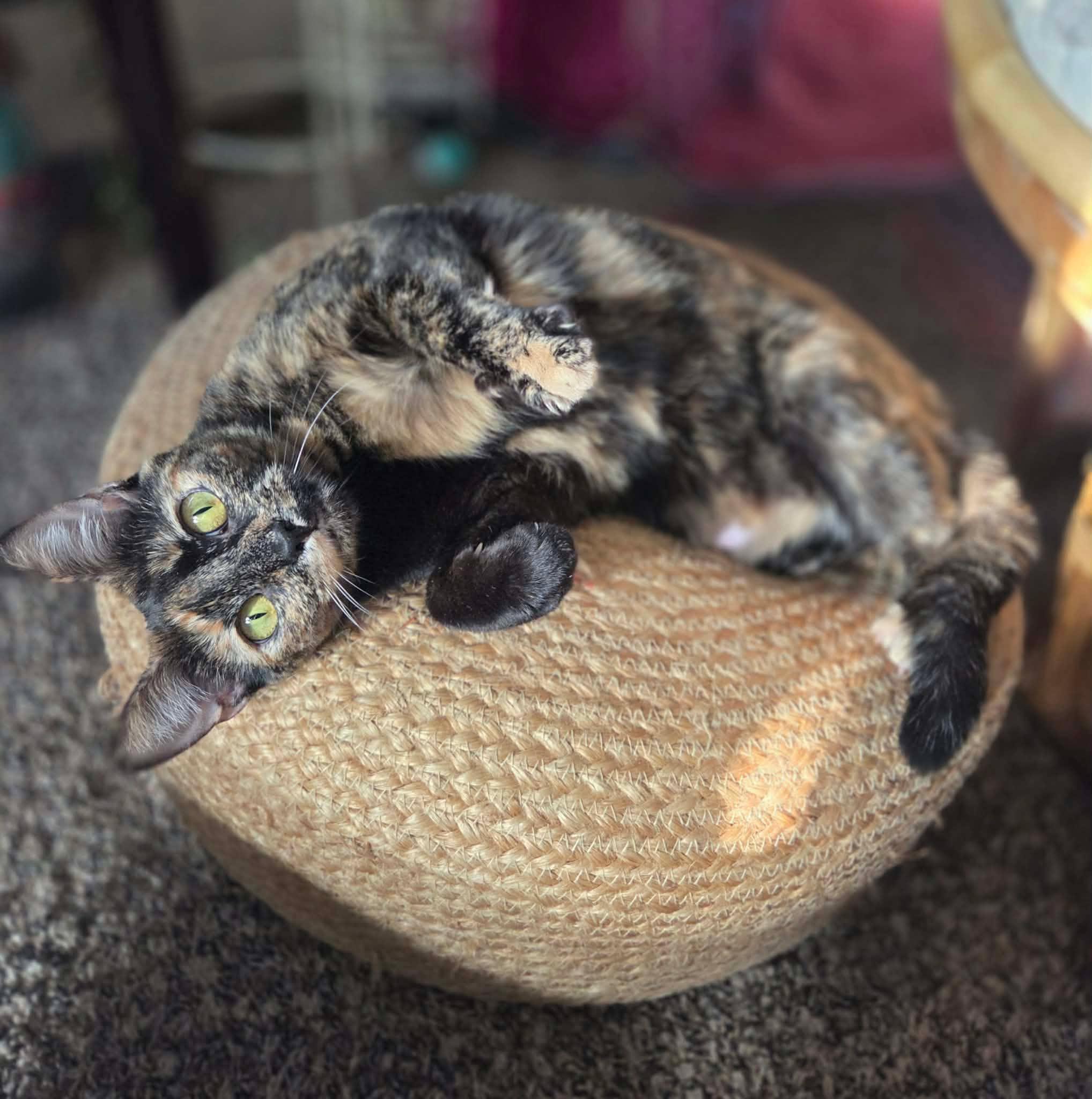 Enlarge Geez Louise, a Adopted Domestic Short Hair in Lincoln, NE image 1/5