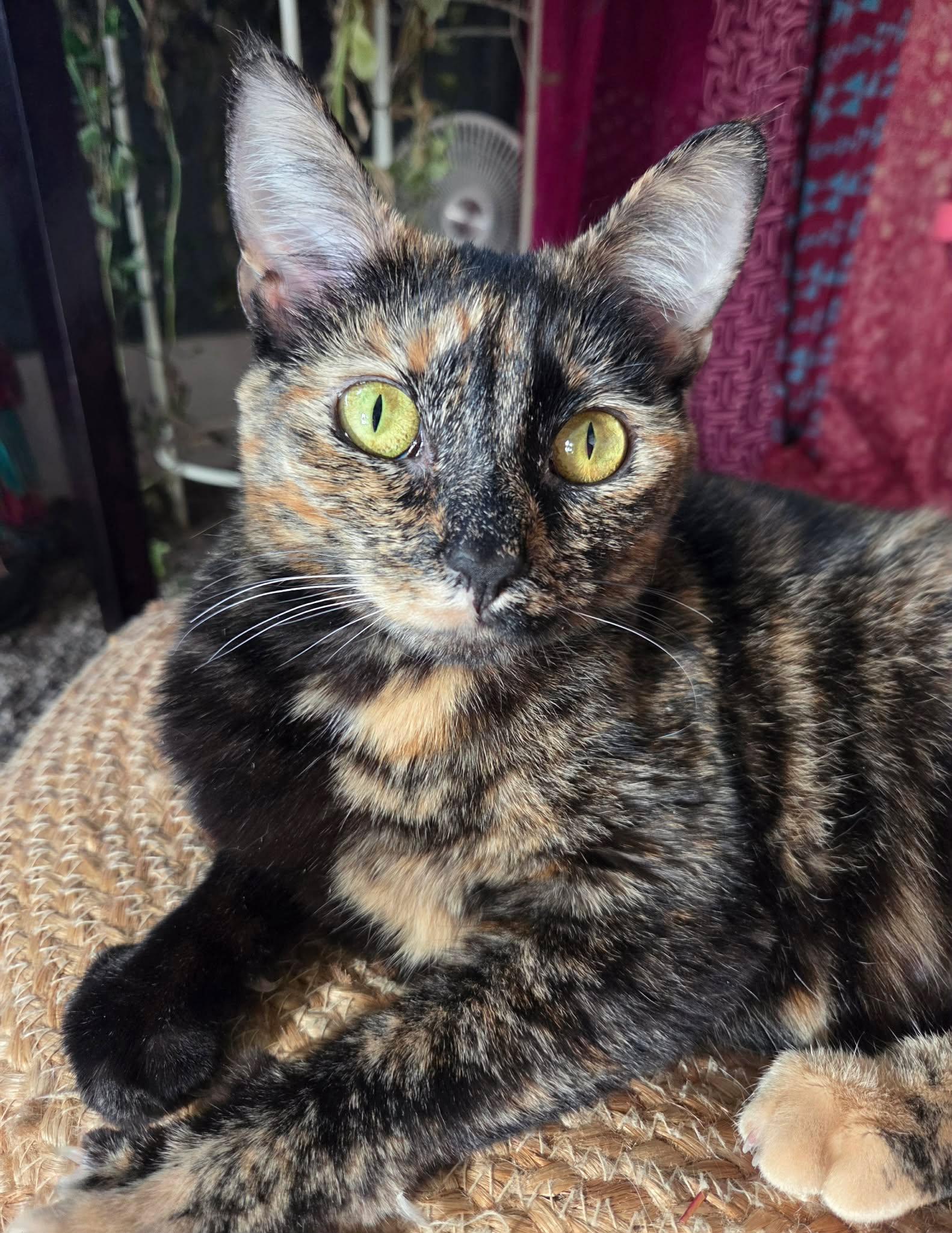 Enlarge Geez Louise, a Adopted Domestic Short Hair in Lincoln, NE image 2/5