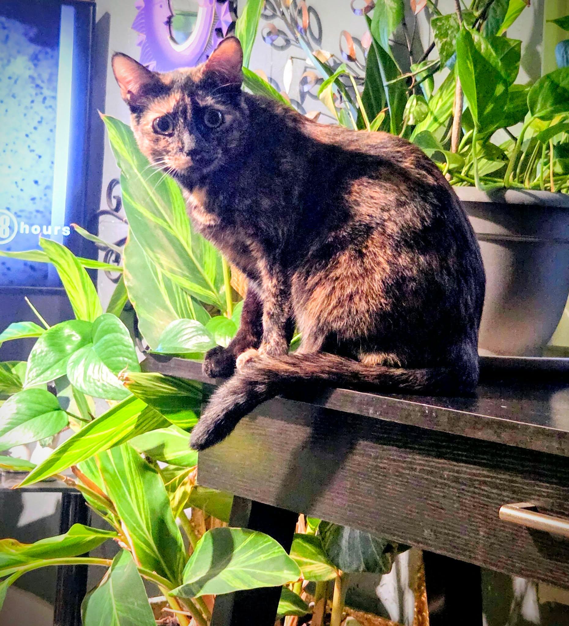 Enlarge Geez Louise, a Adopted Domestic Short Hair in Lincoln, NE image 5/5