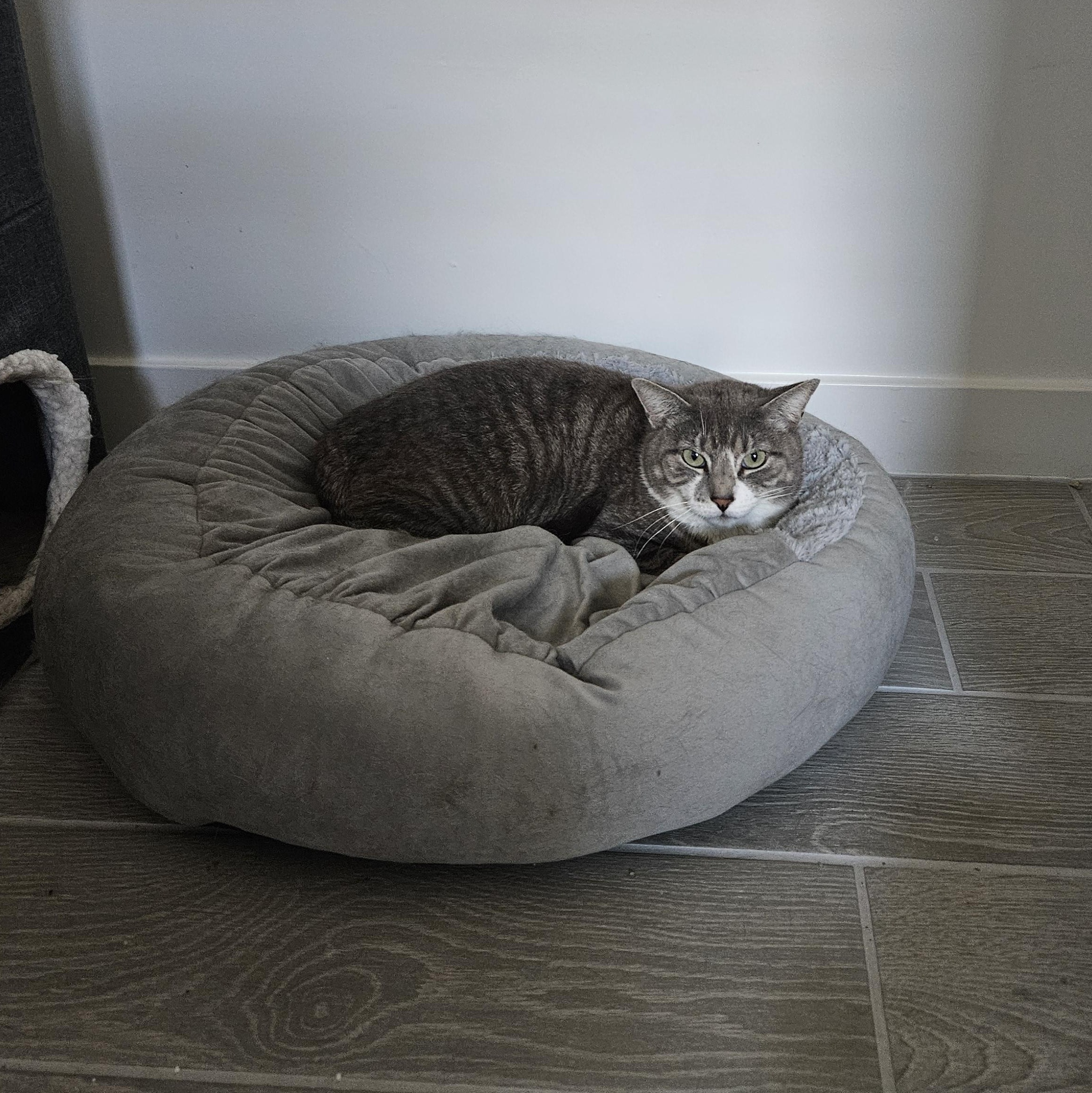 Hippo, a Adoptable Tabby in Peoria, AZ image 2/3