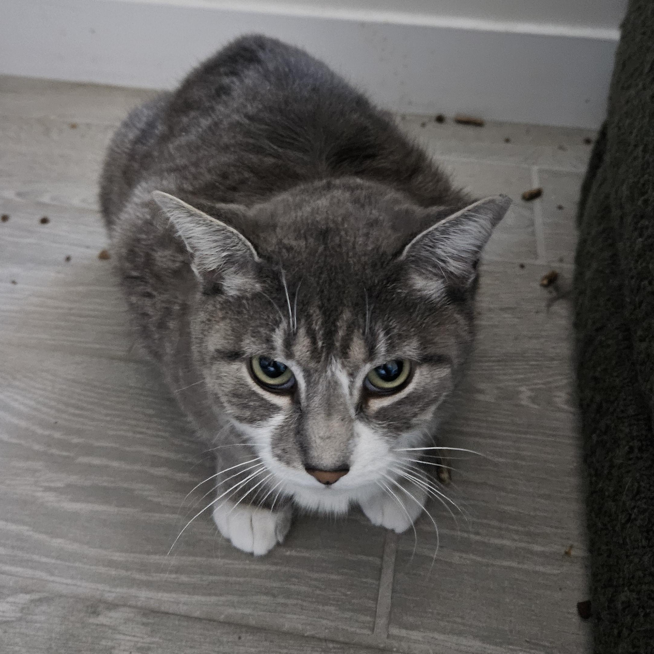 Hippo, a Adoptable Tabby in Peoria, AZ image 3/3