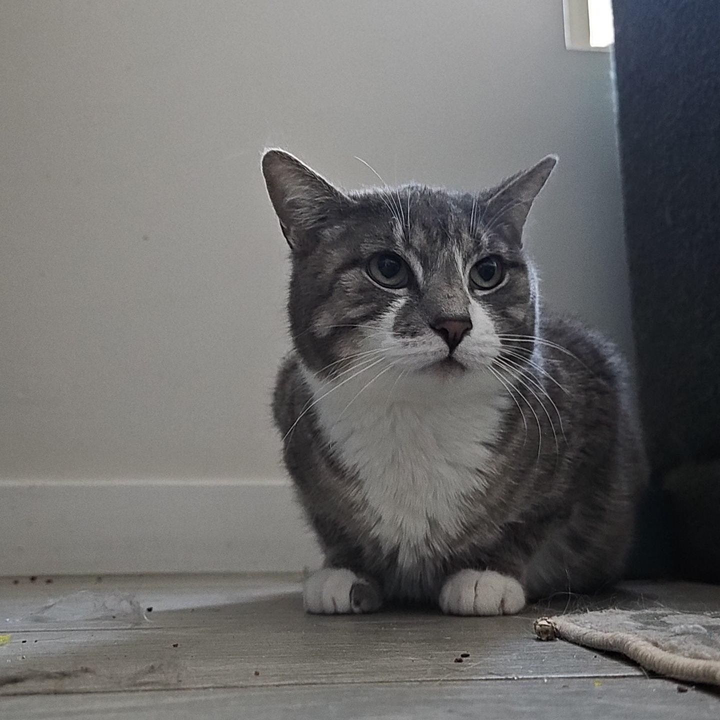 Hippo, a Adoptable Tabby in Peoria, AZ image 1/3