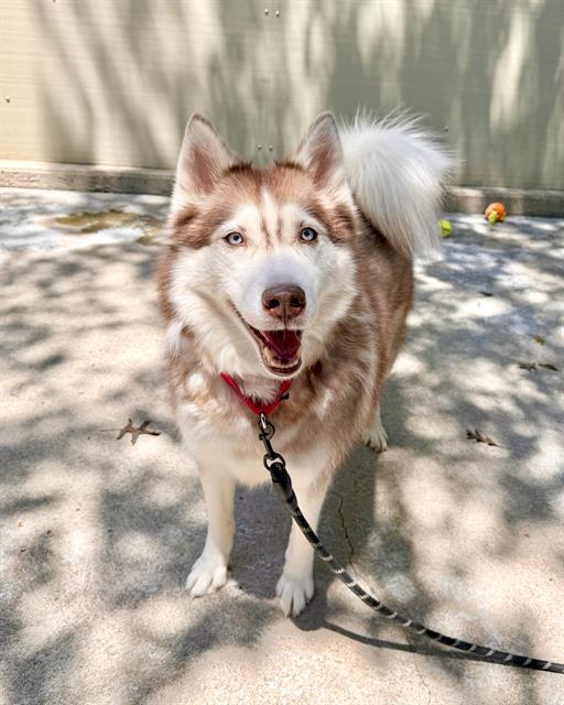 Enlarge LUCKY, a Adoptable mixed breed in Boston, MA image 1/1