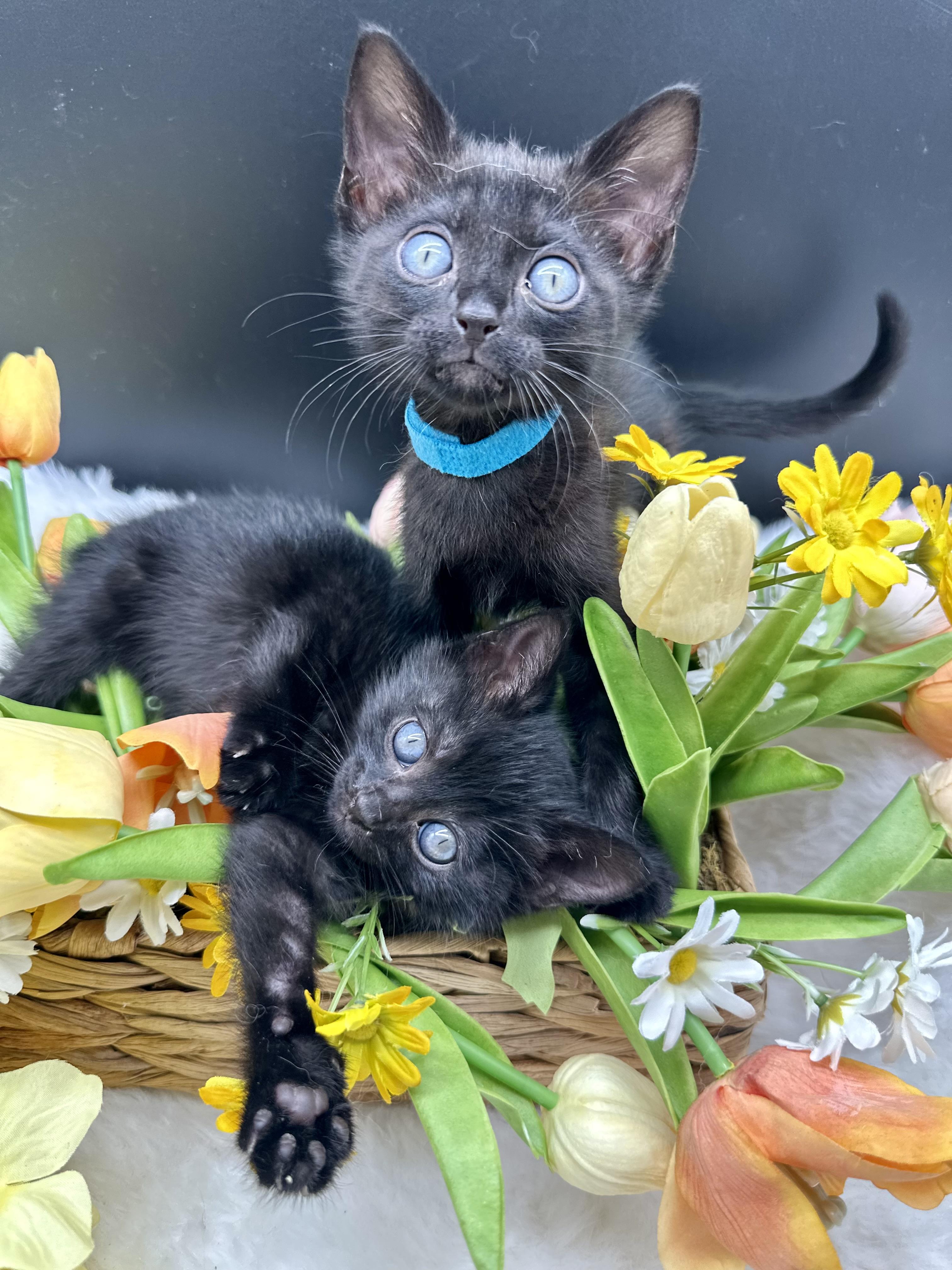 Rarity (Ruko), adopted, Kitten Female Domestic Medium Hair.