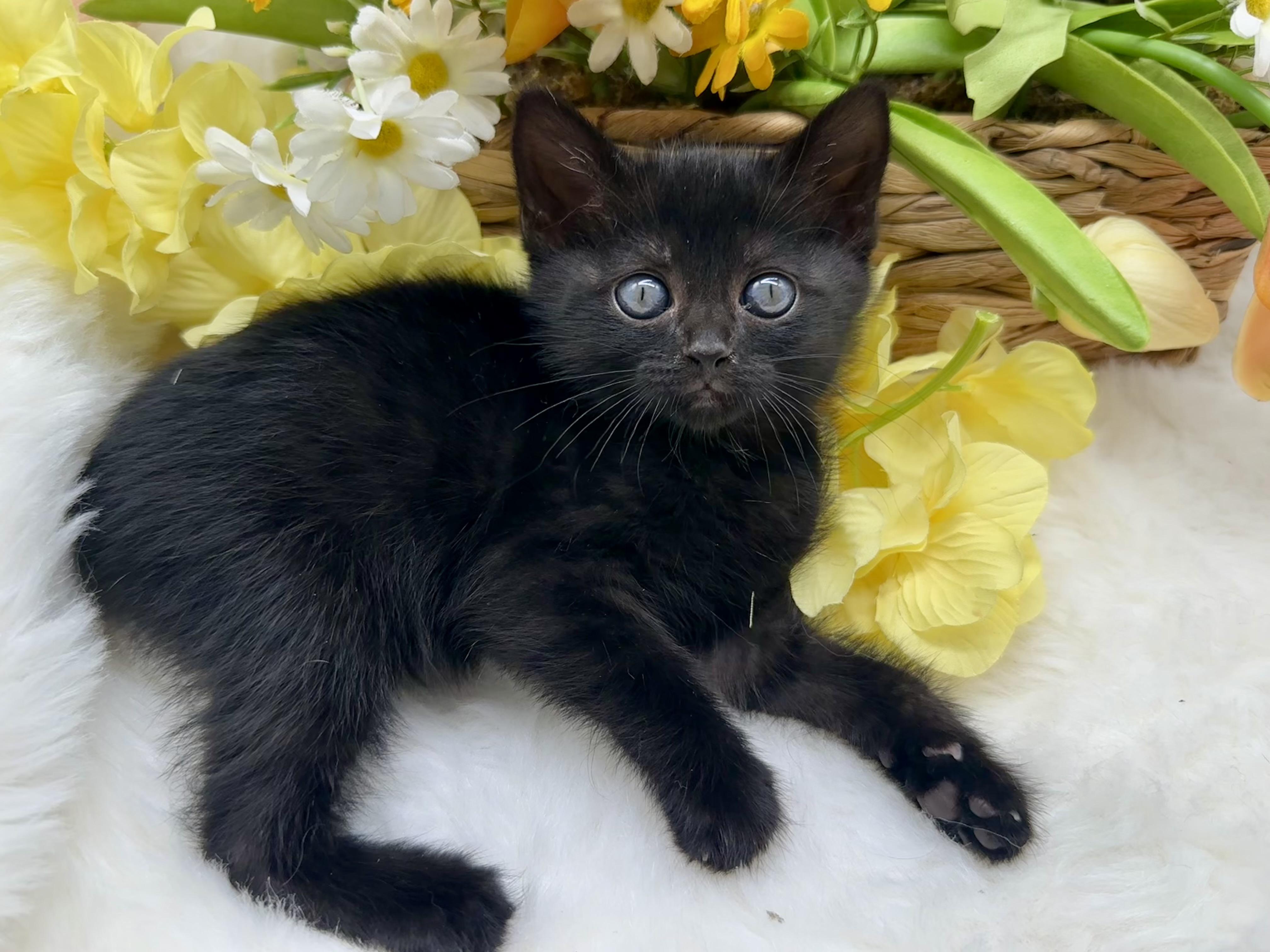Rarity (Ruko), an adopted Domestic Medium Hair in HUNTINGTON BEACH, CA image 2/4