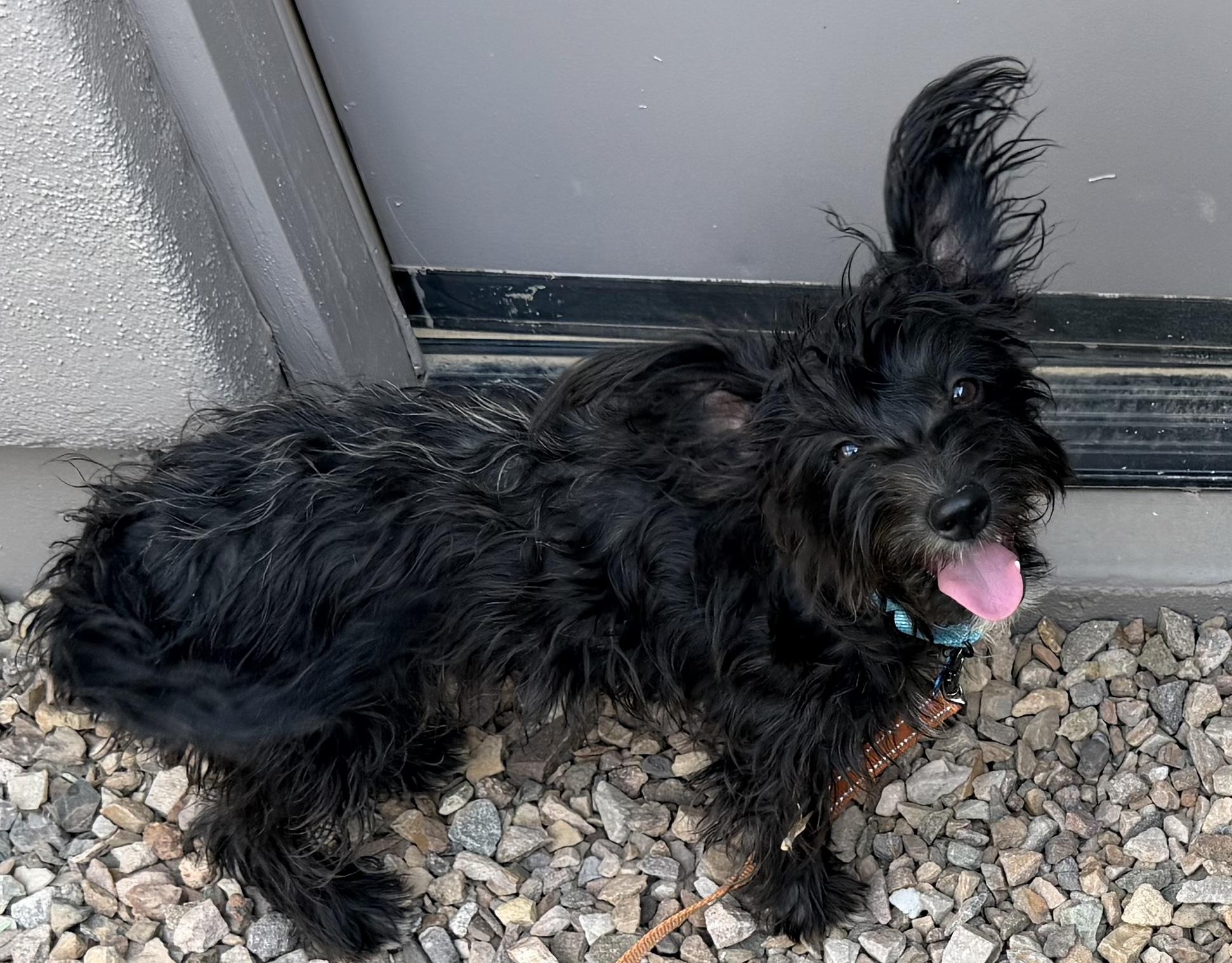 Drifter, Adoptable, Puppy Male Yorkshire Terrier & Miniature Schnauzer.