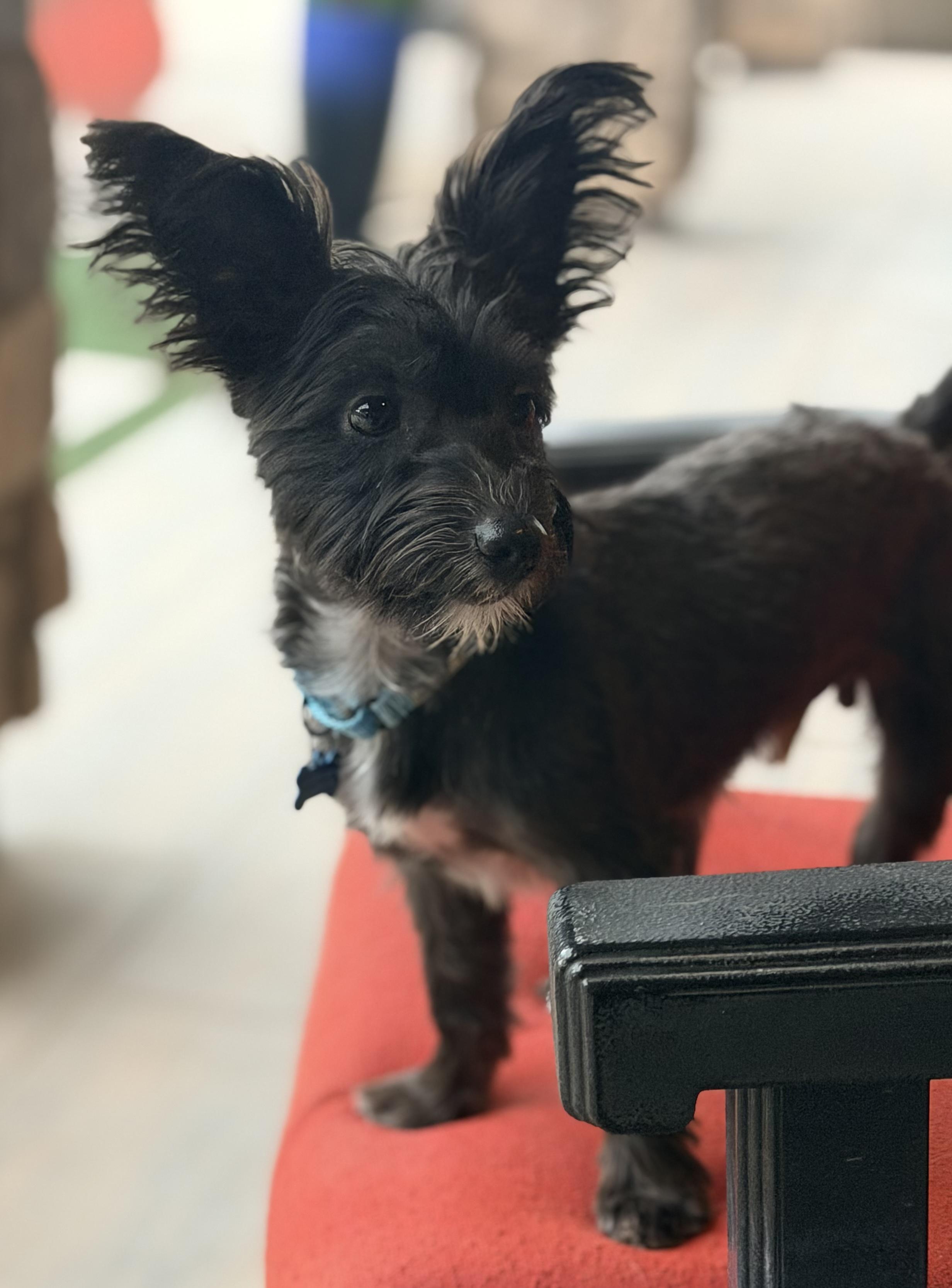 Enlarge Drifter, a Adoptable mixed breed in Scottsdale, AZ image 2/6