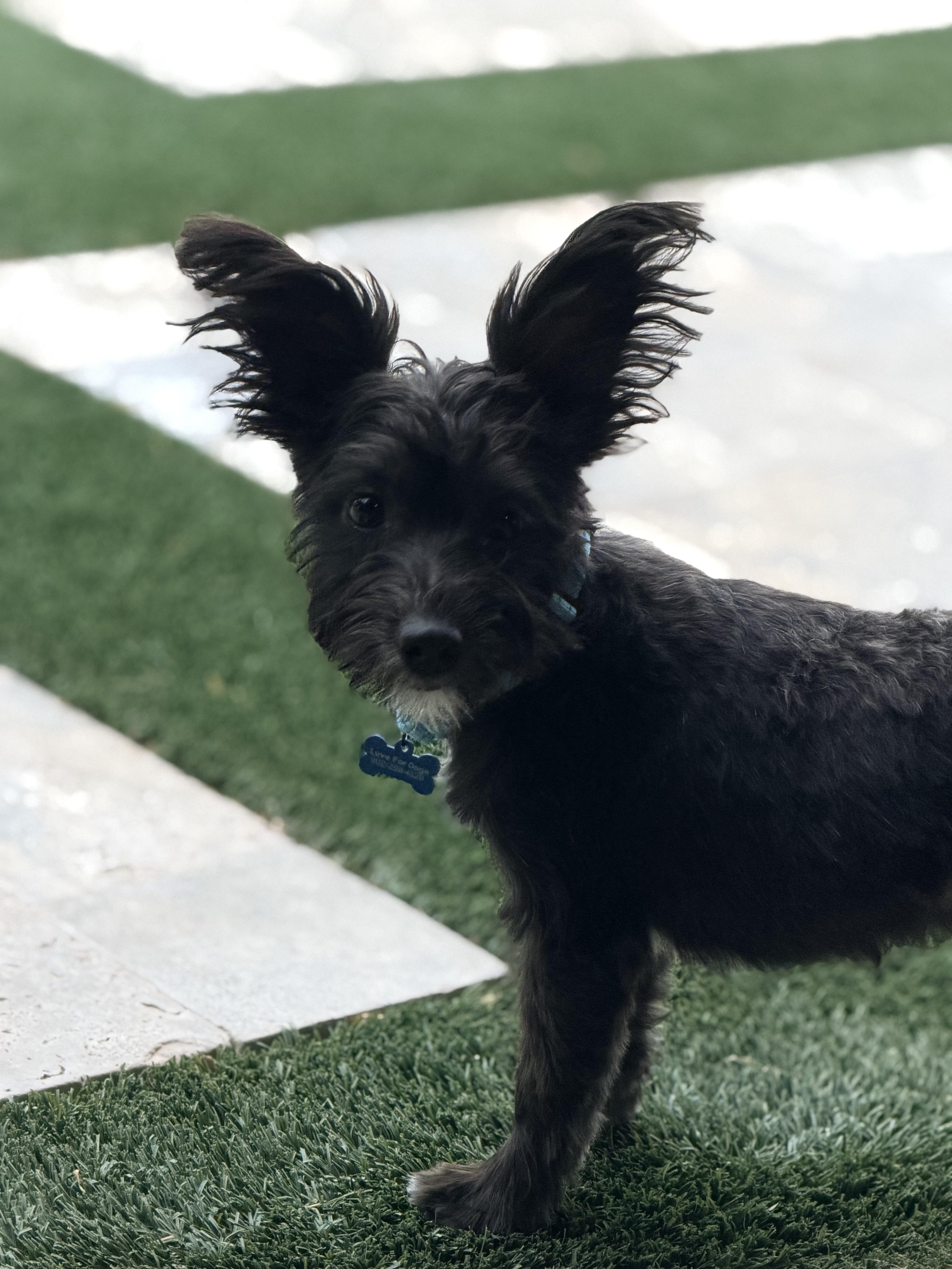 Enlarge Drifter, a Adoptable mixed breed in Scottsdale, AZ image 3/6