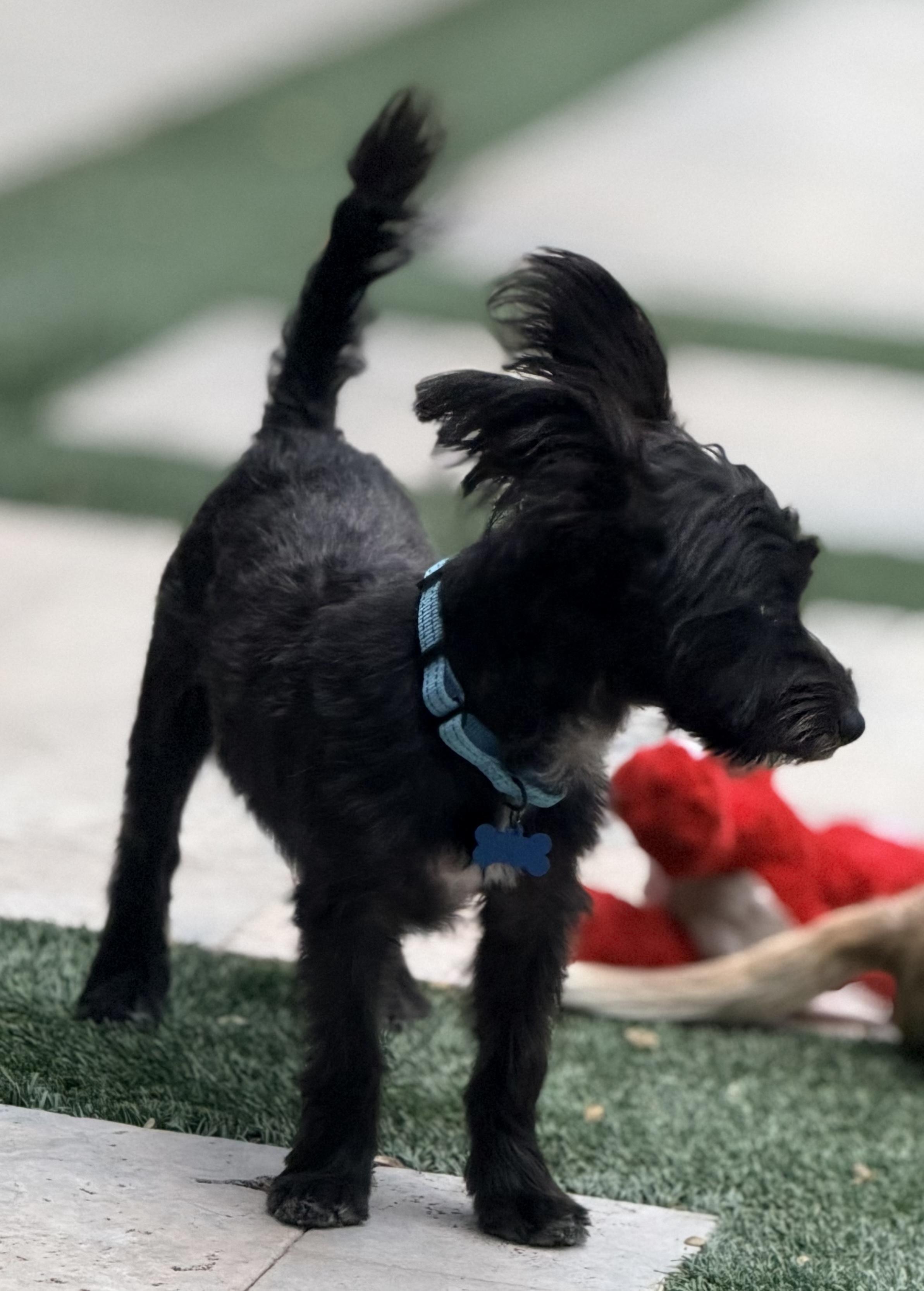 Enlarge Drifter, a Adoptable mixed breed in Scottsdale, AZ image 4/6