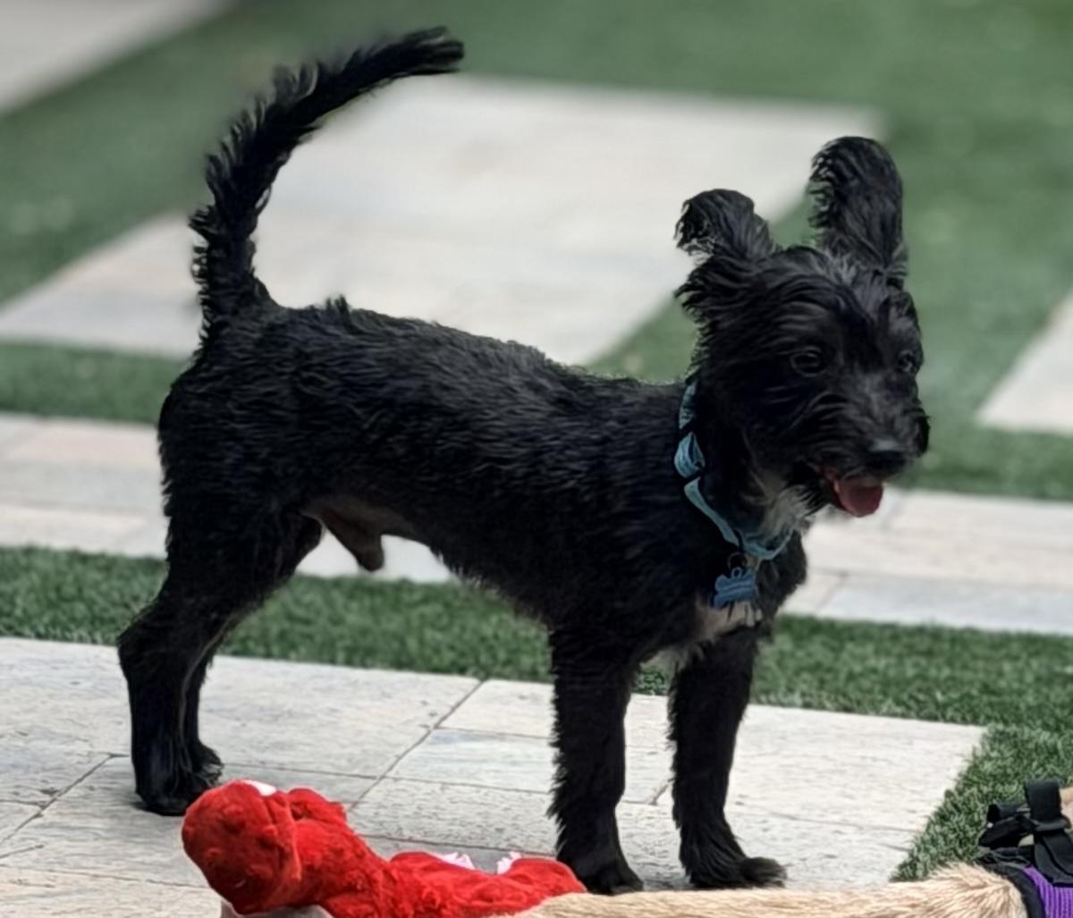 Enlarge Drifter, a Adoptable mixed breed in Scottsdale, AZ image 5/6
