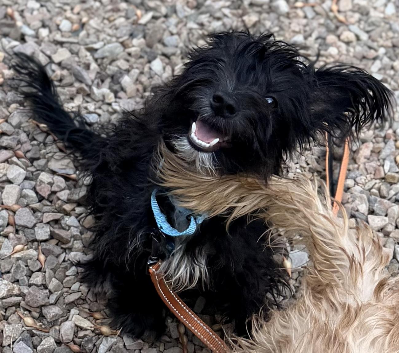 Enlarge Drifter, a Adoptable mixed breed in Scottsdale, AZ image 6/6