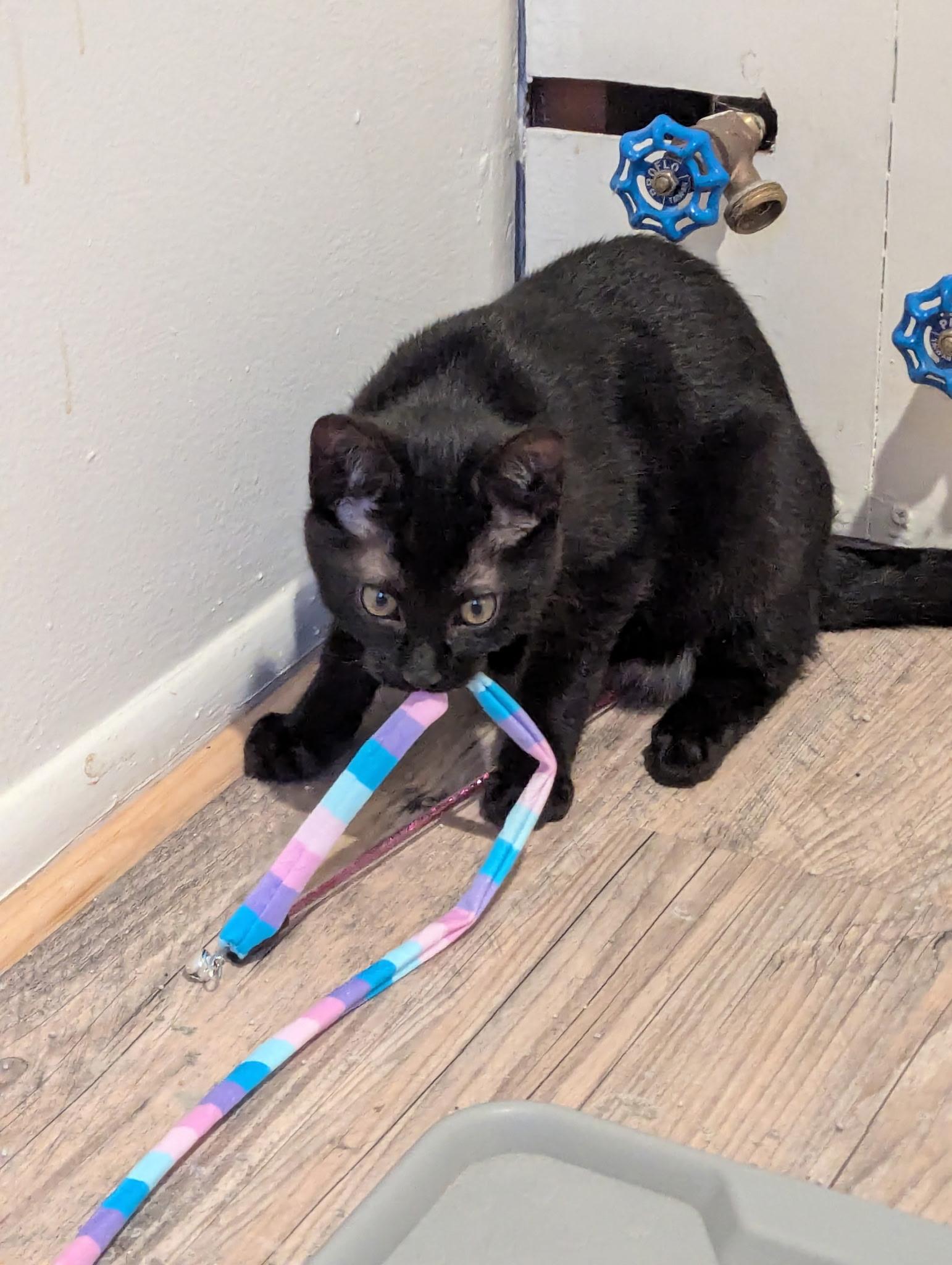 Enlarge Basil, an adopted Domestic Short Hair in Midland, MI image 6/6