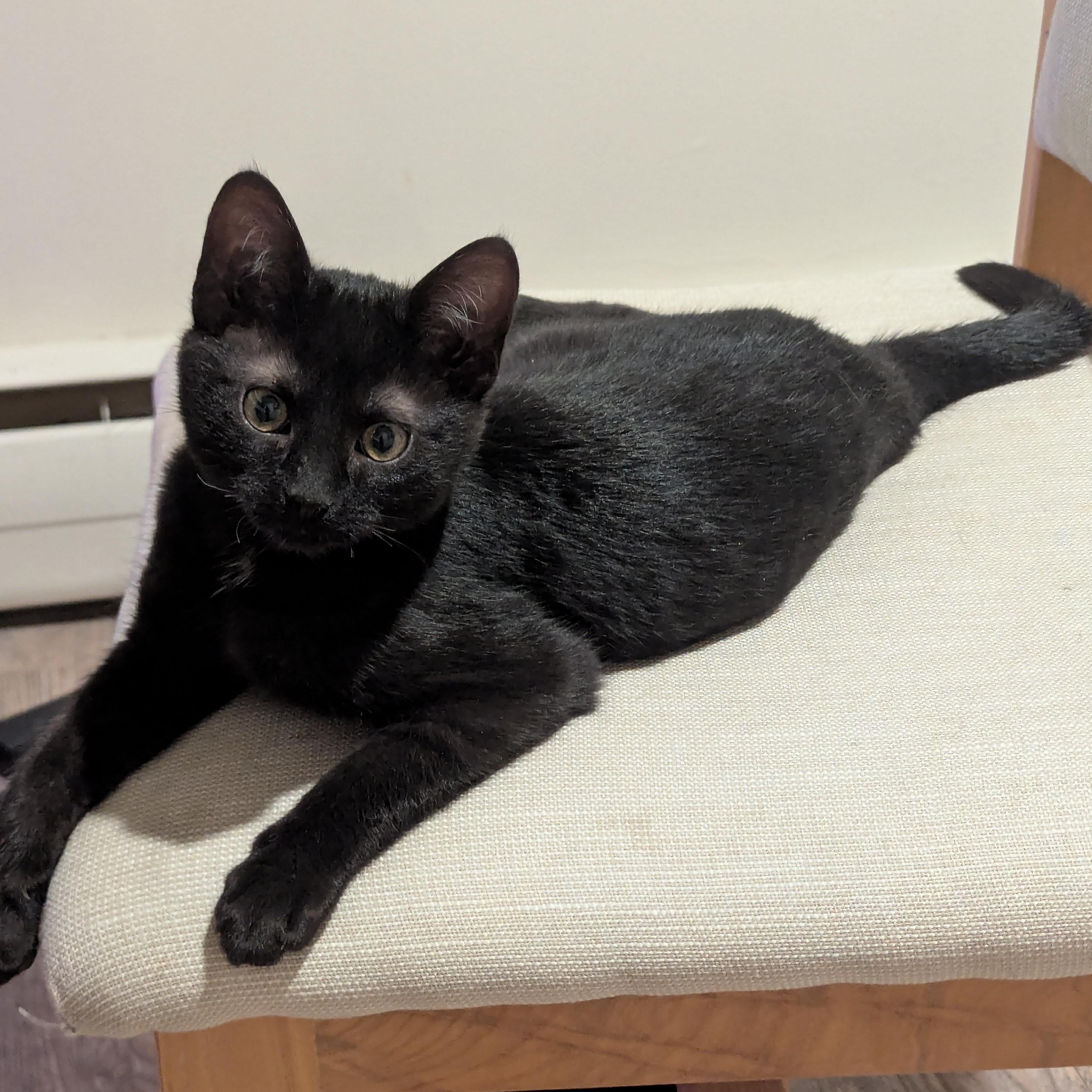 Basil, adopted, Kitten Male Domestic Short Hair.