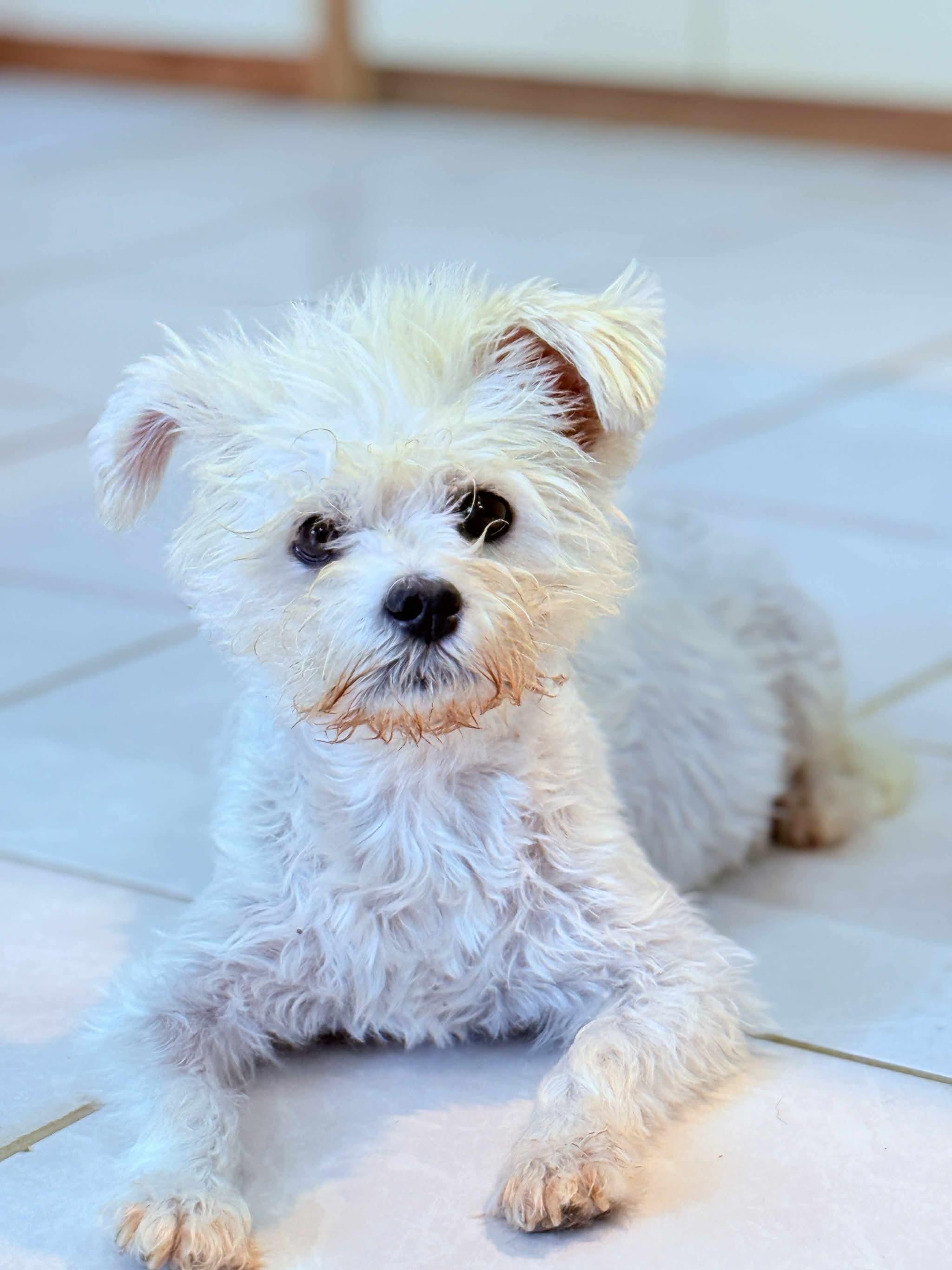 Diesella, an adoptable Maltipoo in Poway, CA, 92064 | Photo Image 1