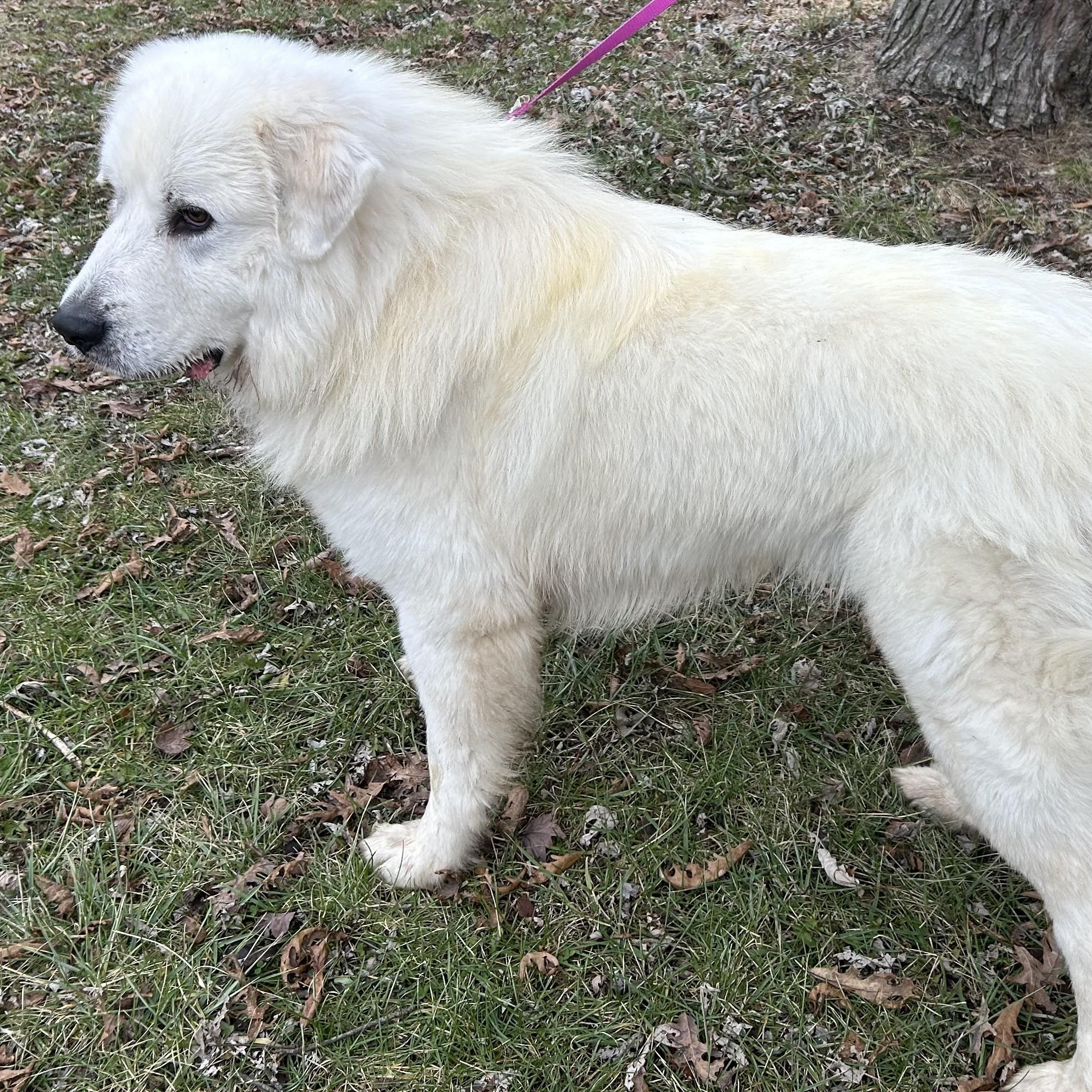 Jack Frost - Young Adult, a Adoptable Great Pyrenees in Indianapolis, IN image 2/6