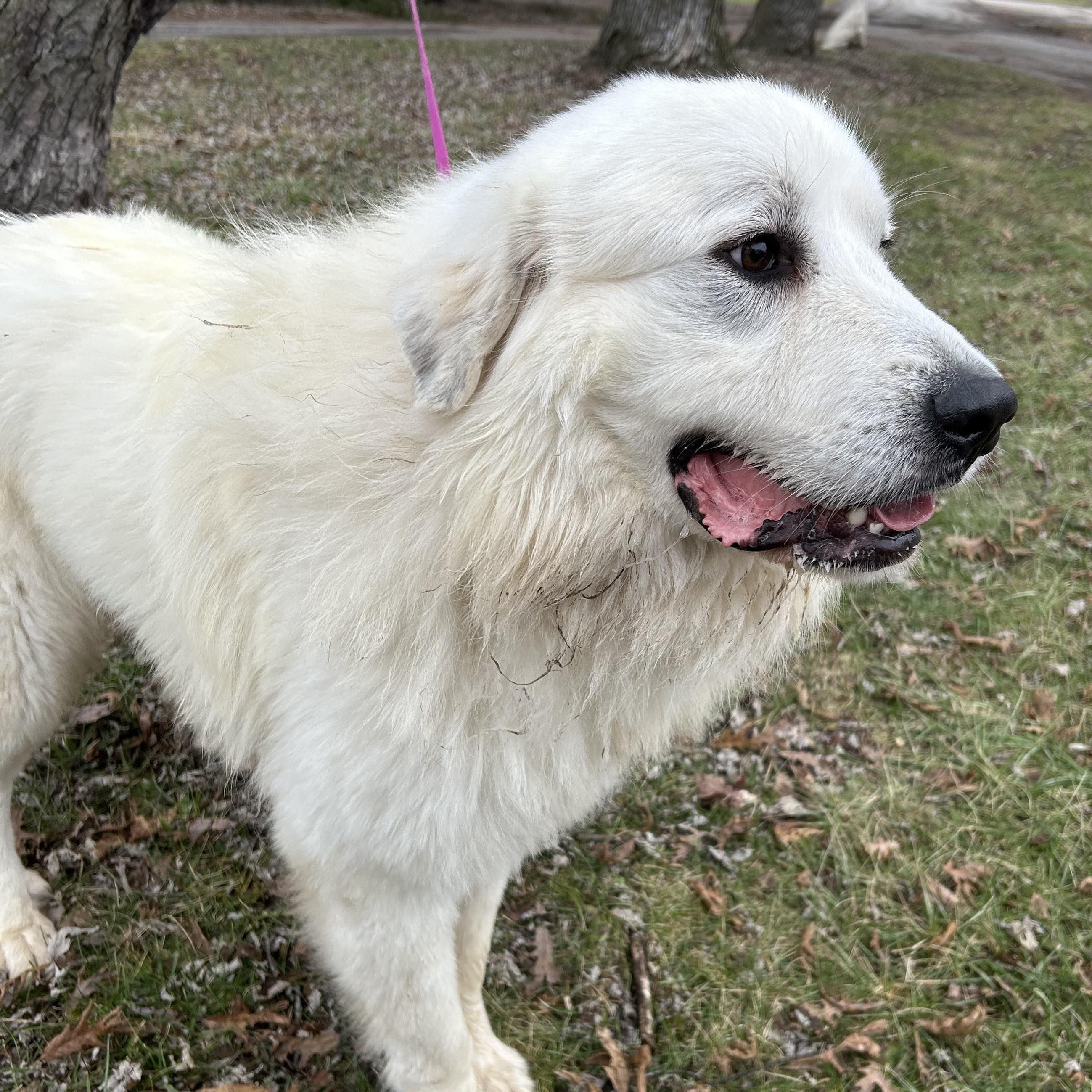 Jack Frost - Young Adult, a Adoptable Great Pyrenees in Indianapolis, IN image 3/6