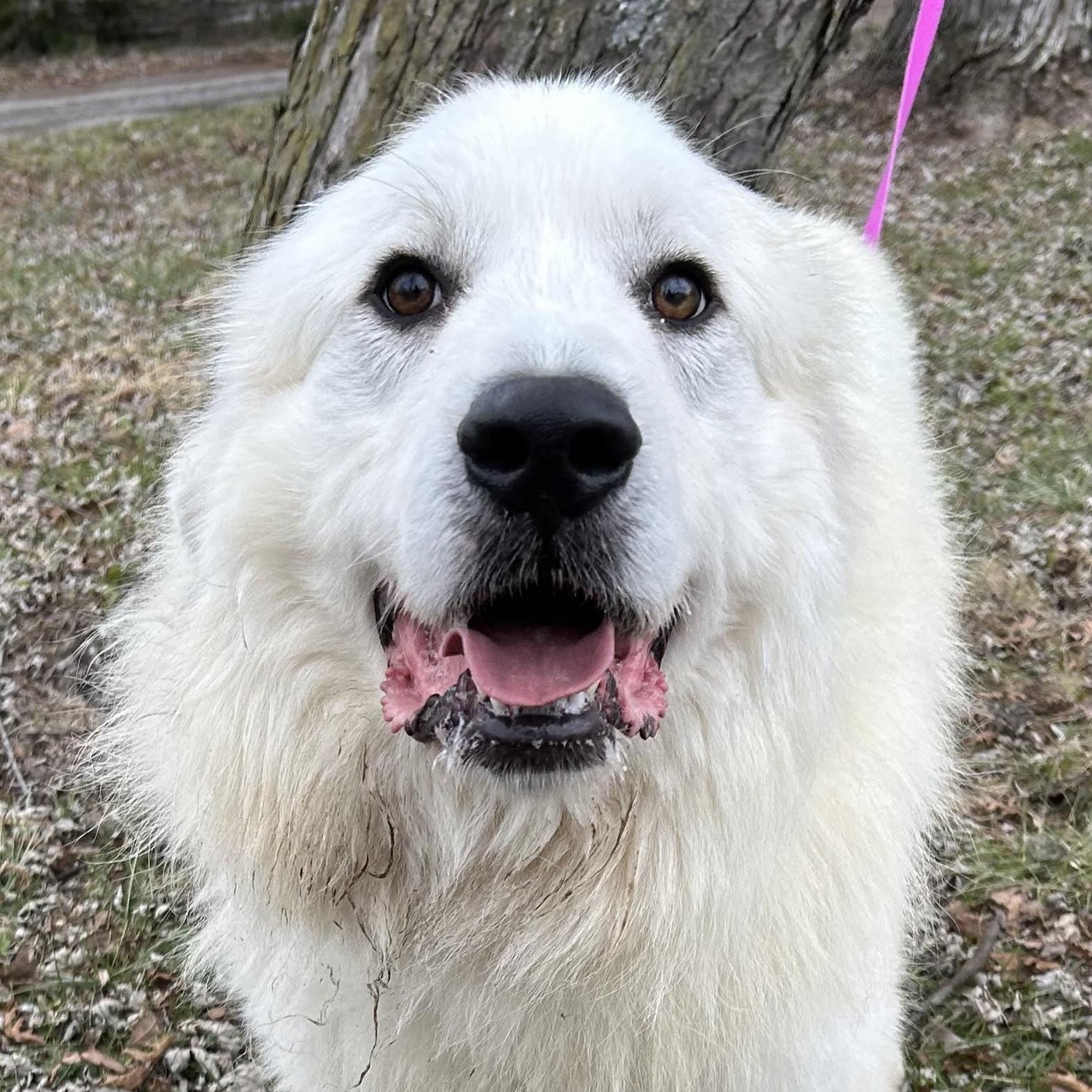 Jack Frost - Young Adult, a Adoptable Great Pyrenees in Indianapolis, IN image 1/6