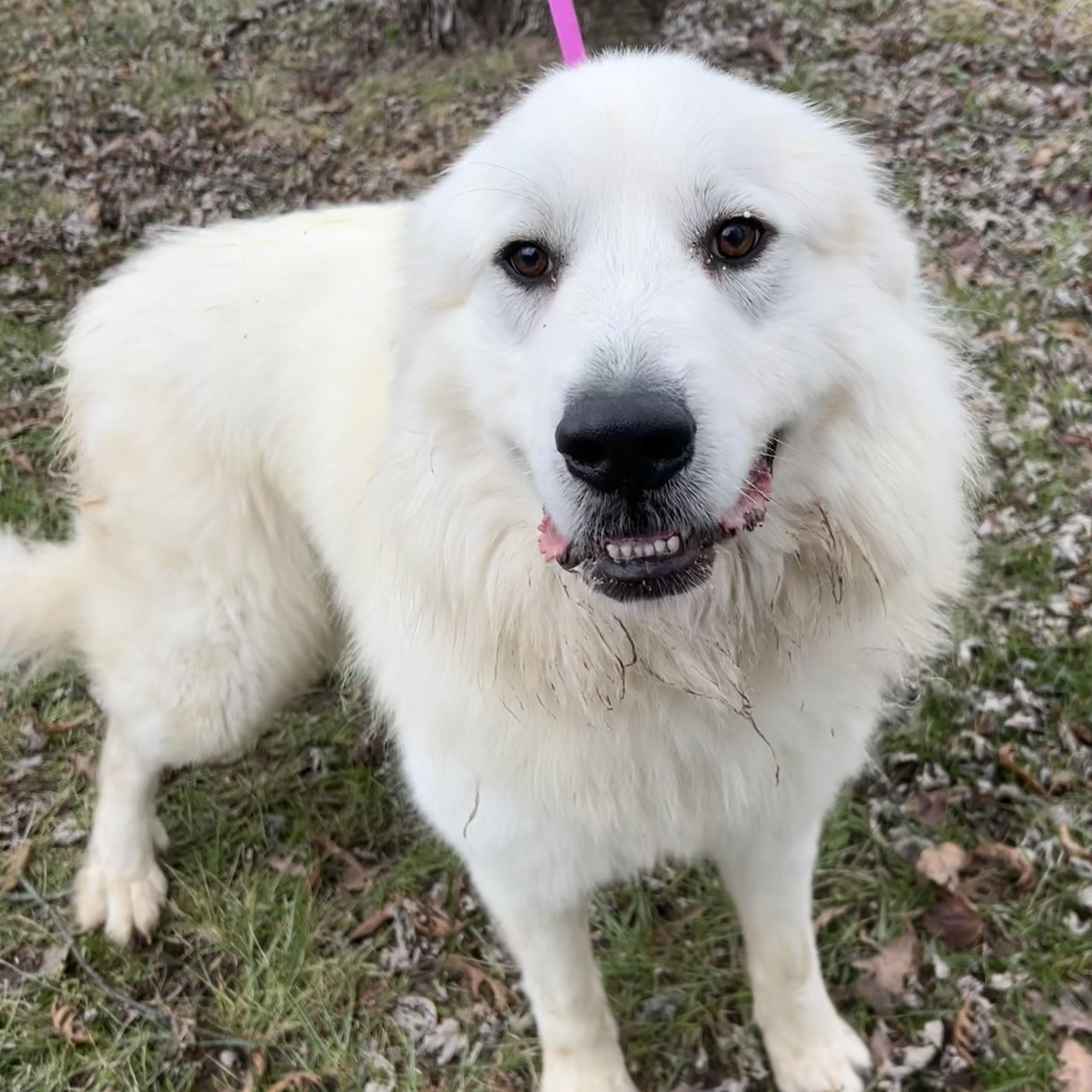 Jack Frost - Young Adult, a Adoptable Great Pyrenees in Indianapolis, IN image 6/6