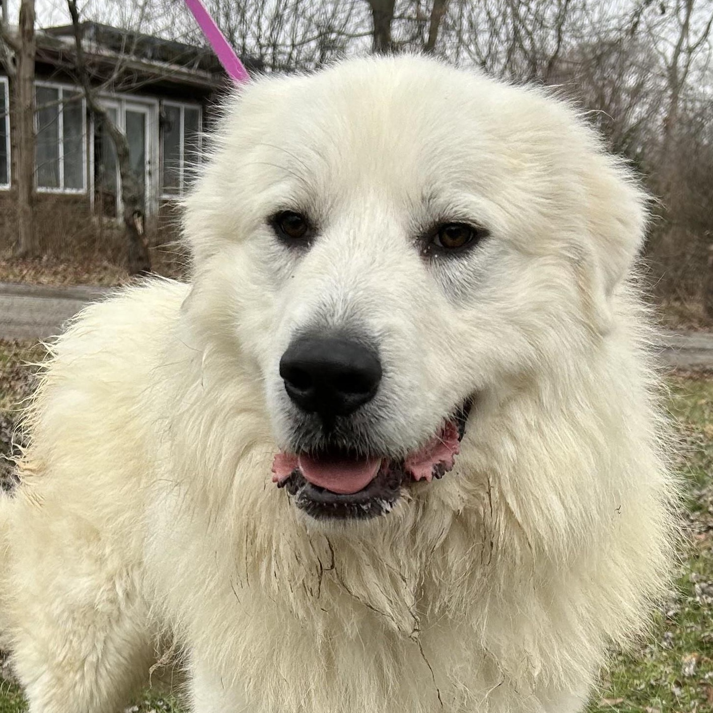 Jack Frost - Young Adult, a Adoptable Great Pyrenees in Indianapolis, IN image 4/6