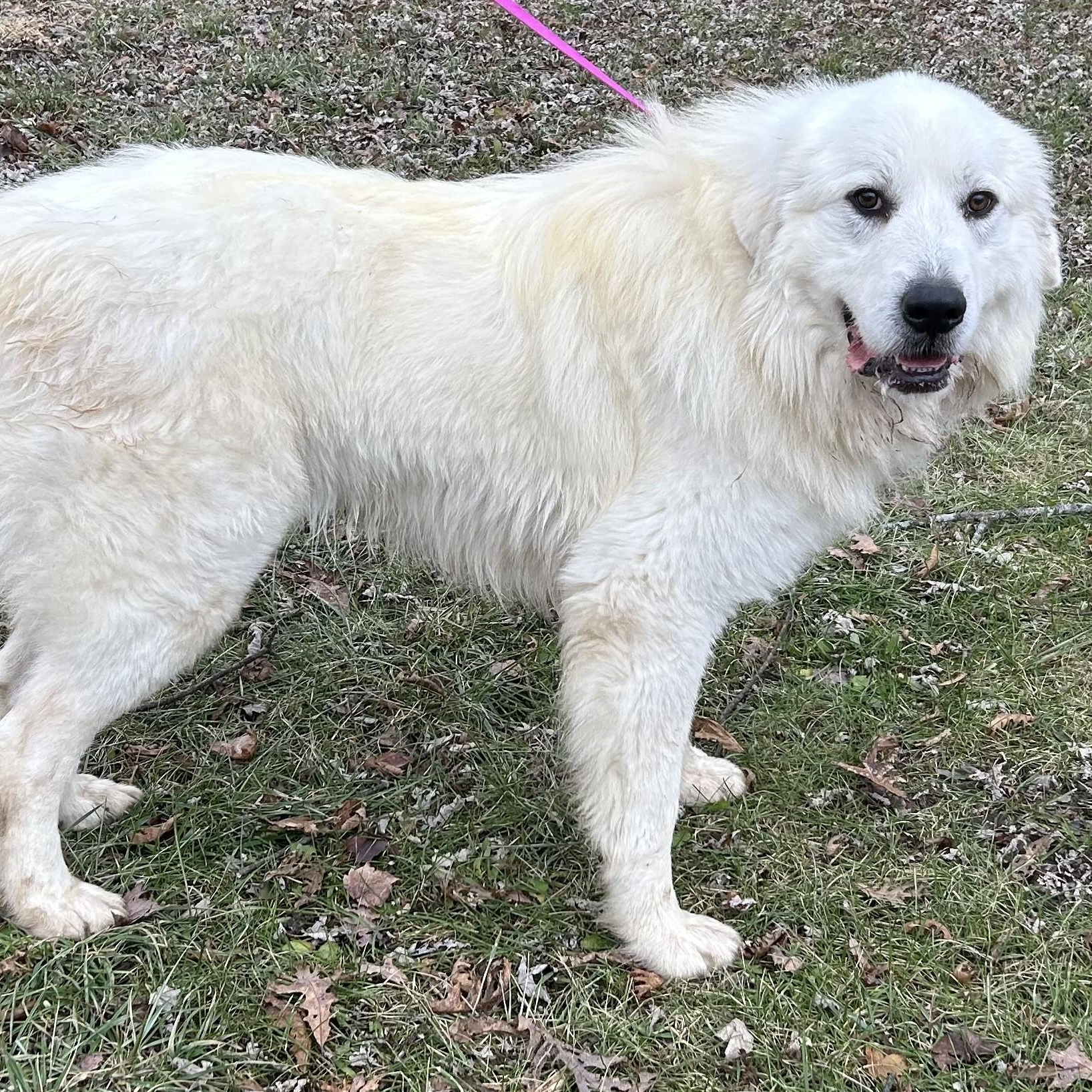 Jack Frost - Young Adult, a Adoptable Great Pyrenees in Indianapolis, IN image 5/6
