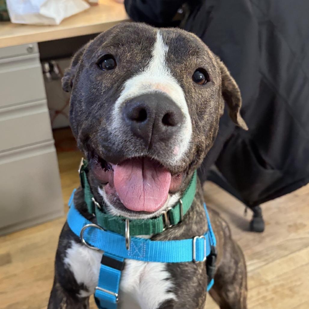 Loona, Adoptable, Adult Female Pit Bull Terrier.