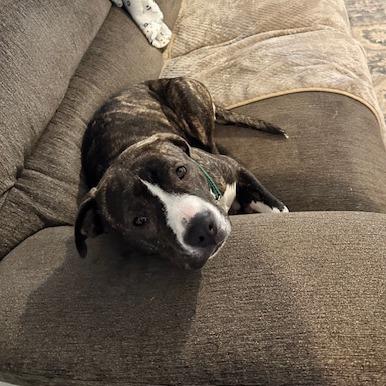 Enlarge Loona, a Adoptable Pit Bull Terrier in Baltimore, MD image 2/5