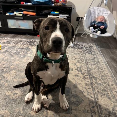 Enlarge Loona, a Adoptable Pit Bull Terrier in Baltimore, MD image 3/5