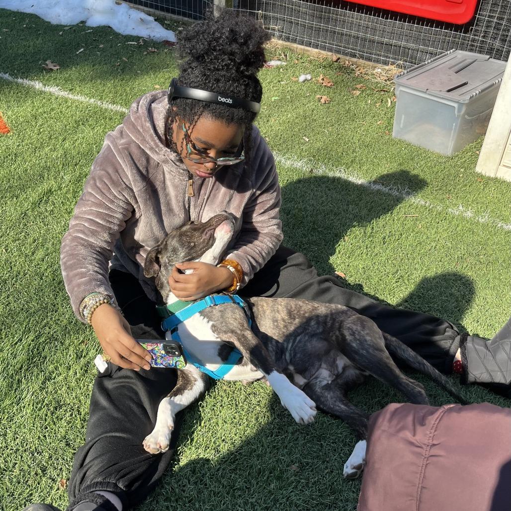 Enlarge Loona, a Adoptable Pit Bull Terrier in Baltimore, MD image 4/5