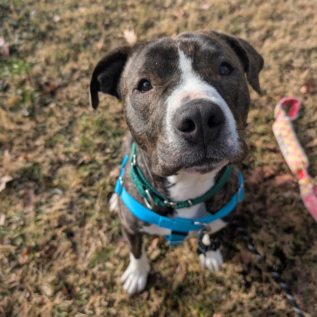 Enlarge Loona, a Adoptable Pit Bull Terrier in Baltimore, MD image 5/5