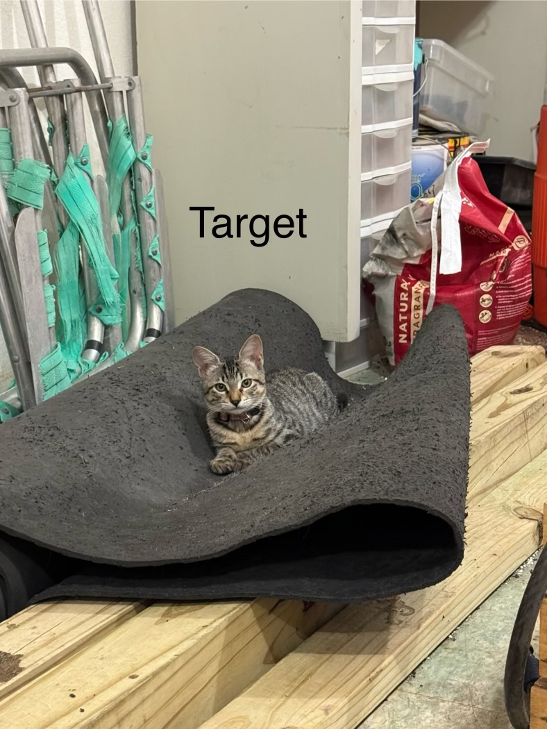 Target, an adoptable Domestic Short Hair in Mabank, TX, 75156 | Photo Image 1