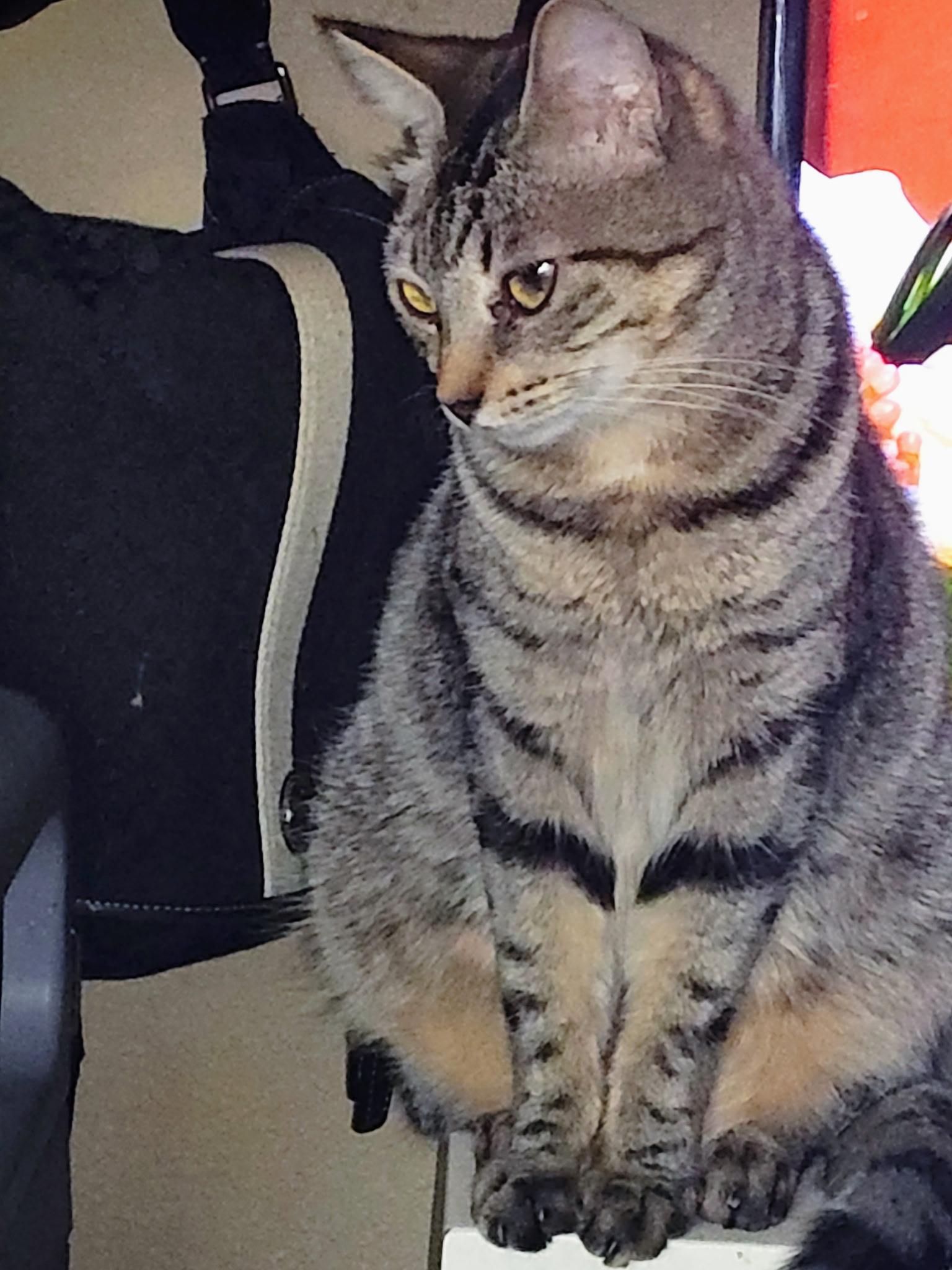 Target, Adoptable, Adult Female Domestic Short Hair.