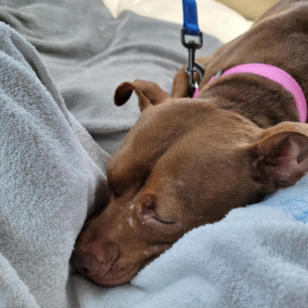 Oshie (A457650), Adoptable, Adult Female Pit Bull Terrier & Mixed Breed.