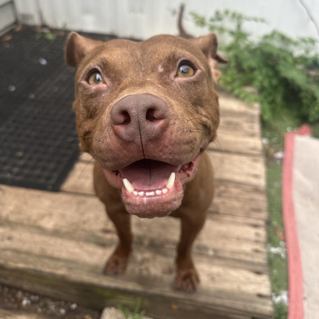 Oshie (A457650), a Adoptable mixed breed in Spring Hill, KS image 2/6