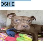 Oshie (A457650), a Adoptable mixed breed in Spring Hill, KS image 3/6