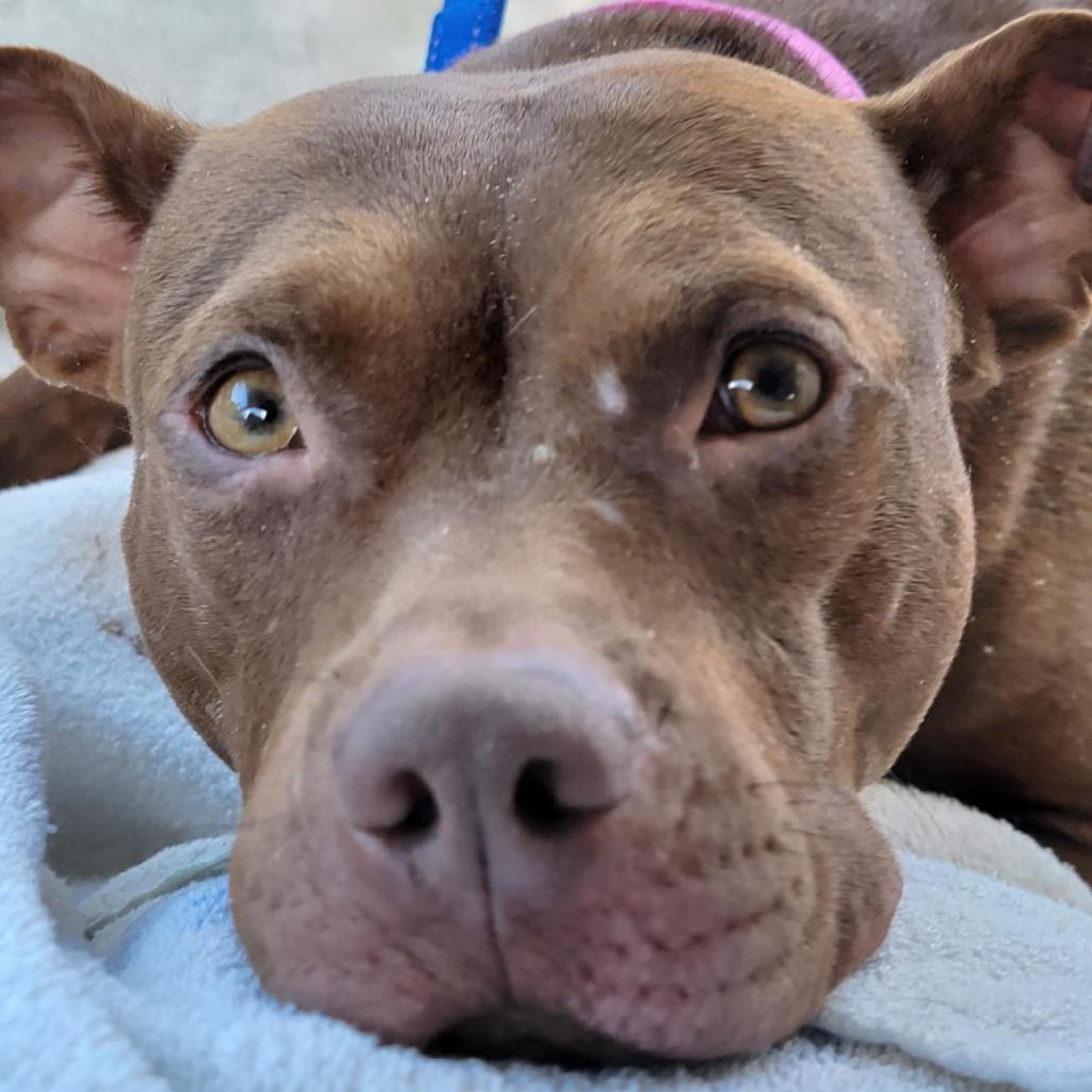 Oshie (A457650), a Adoptable mixed breed in Spring Hill, KS image 4/6