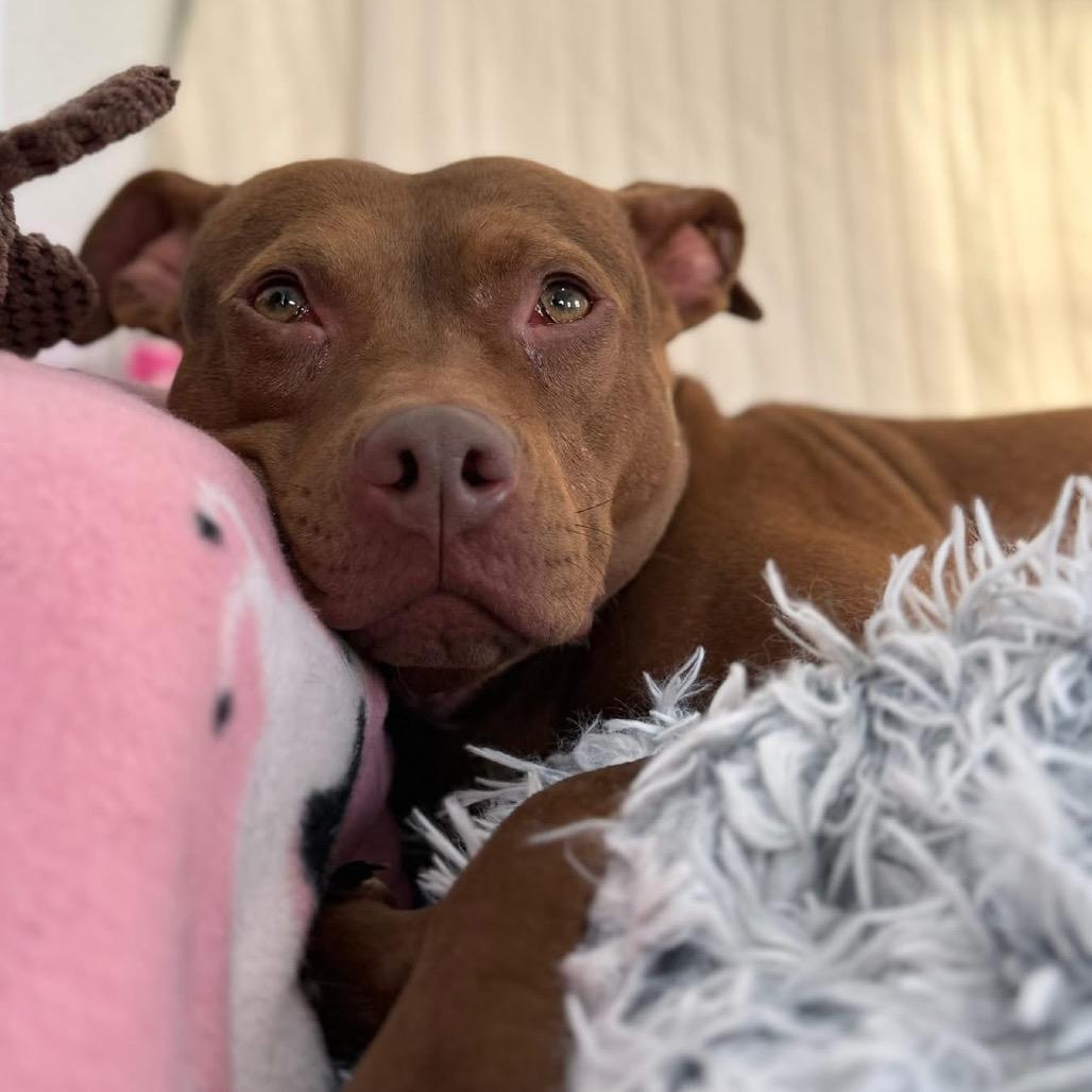 Oshie (A457650), a Adoptable mixed breed in Spring Hill, KS image 4/6