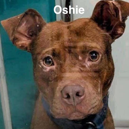 Oshie (A457650), a Adoptable mixed breed in Spring Hill, KS image 5/6