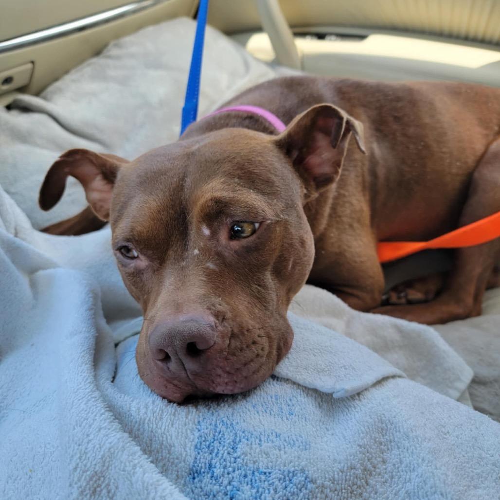 Oshie (A457650), a Adoptable mixed breed in Spring Hill, KS image 6/6