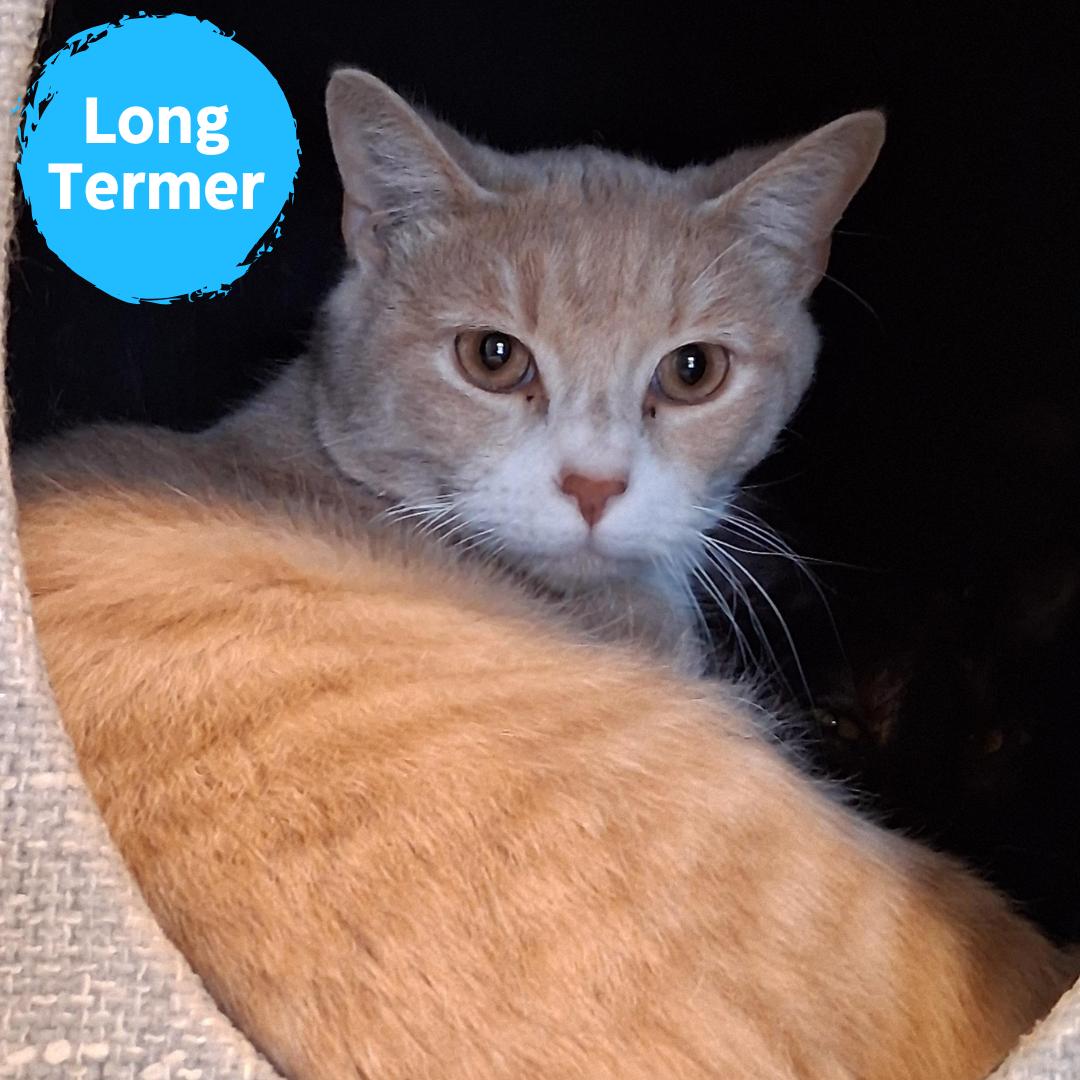 Enlarge Carmac, a Adoptable Domestic Short Hair in Renfrew, PA image 1/3