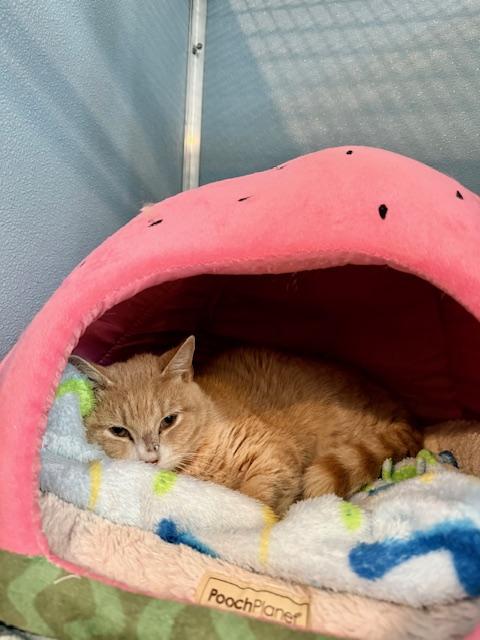 Enlarge Carmac, a Adoptable Domestic Short Hair in Renfrew, PA image 3/3