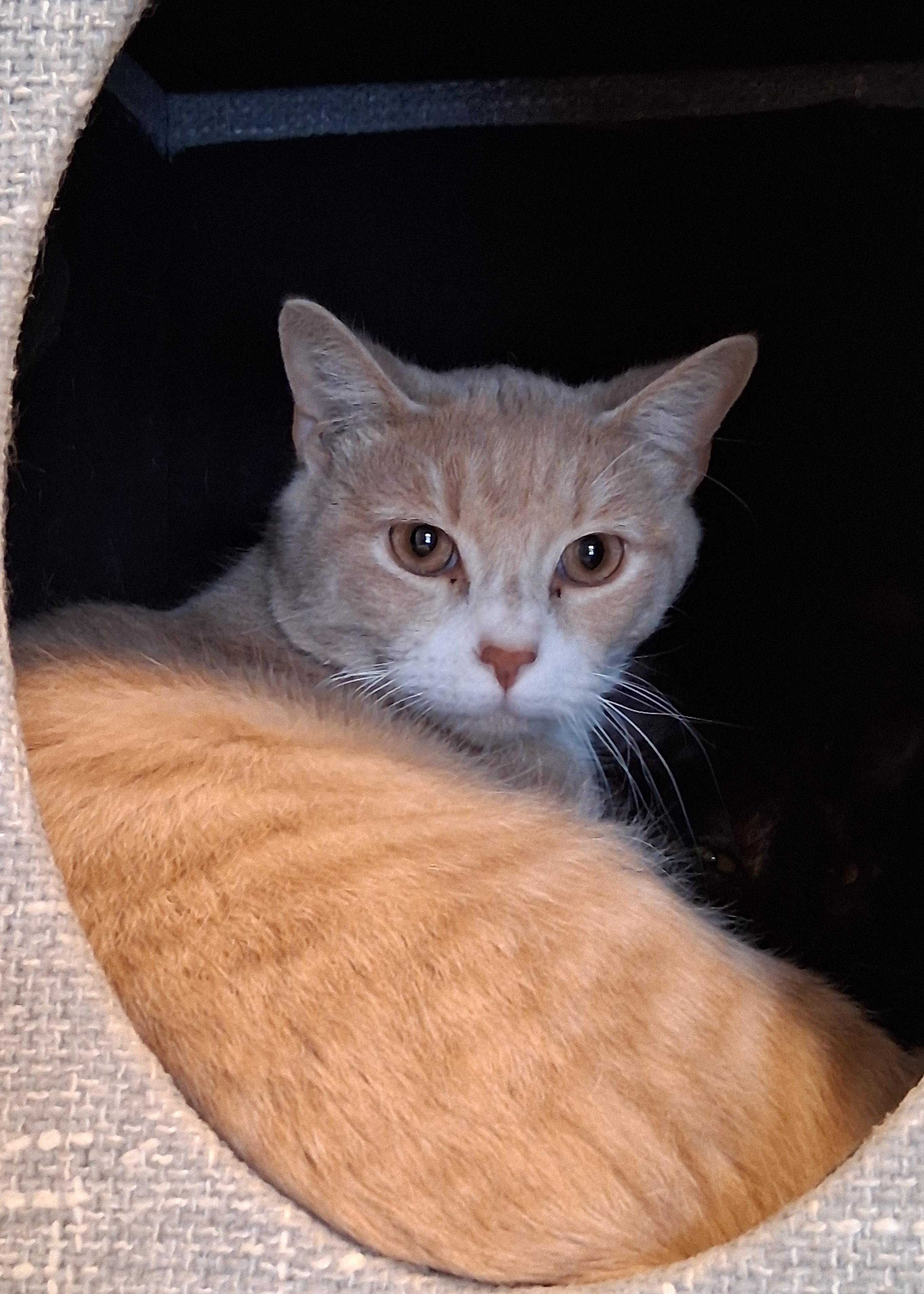 Enlarge Carmac, a Adoptable Domestic Short Hair in Renfrew, PA image 2/3