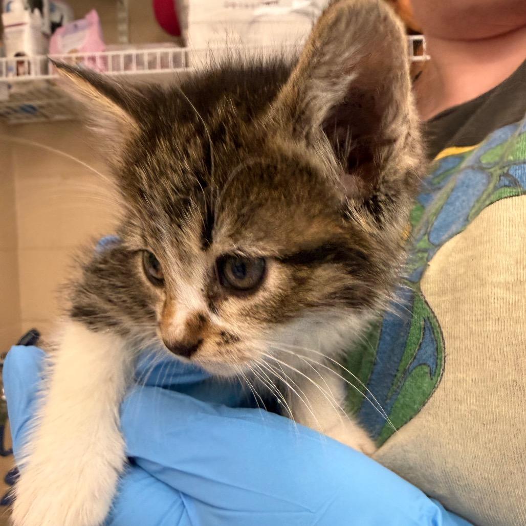 Fruit by the Foot, Adoptable, Kitten Female Domestic Short Hair.