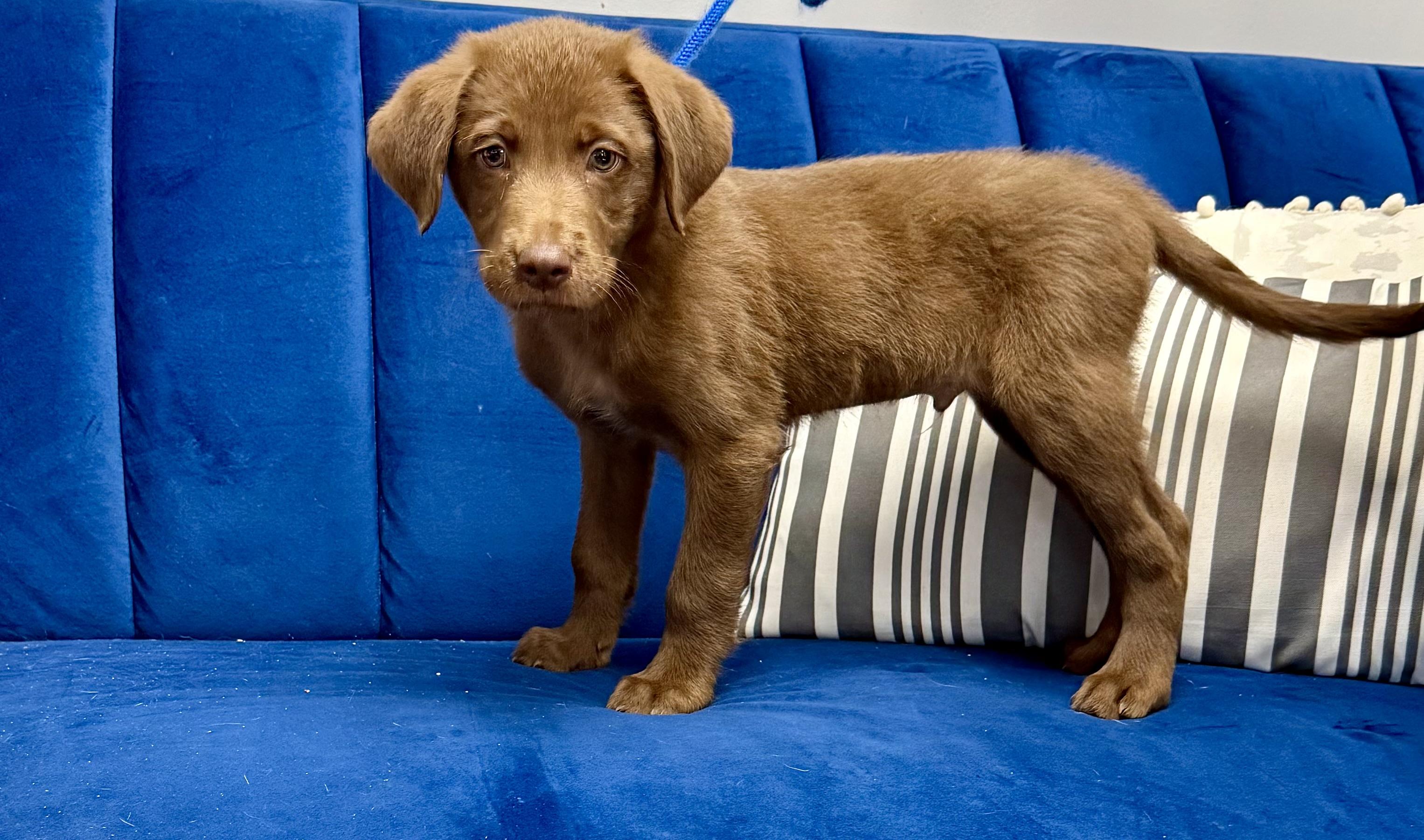 Dobro, Baby Male Chocolate Labrador Retriever