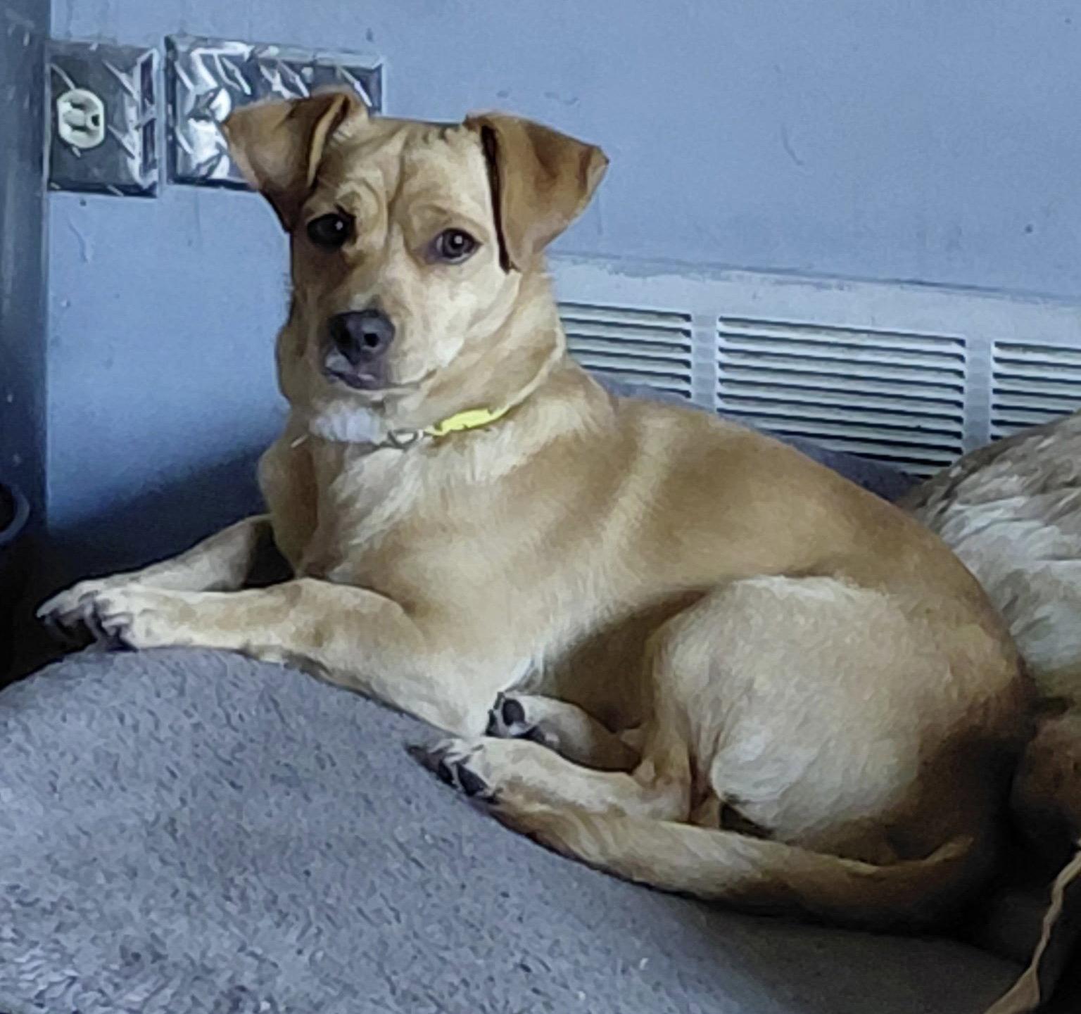 Enlarge Marius CA - JUST ARRIVED!, a Adopted mixed breed in Hillside, IL image 1/2