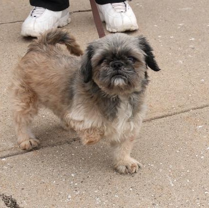 Blondie and Molly, Adopted, Adult Female Shih Tzu.