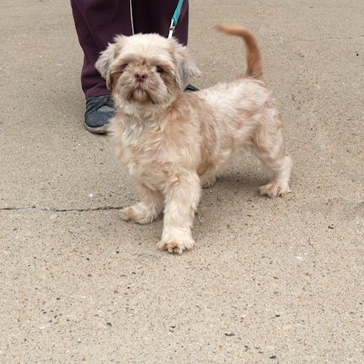 Blondie and Molly, a Adopted Shih Tzu in Harrisville, UT image 2/2